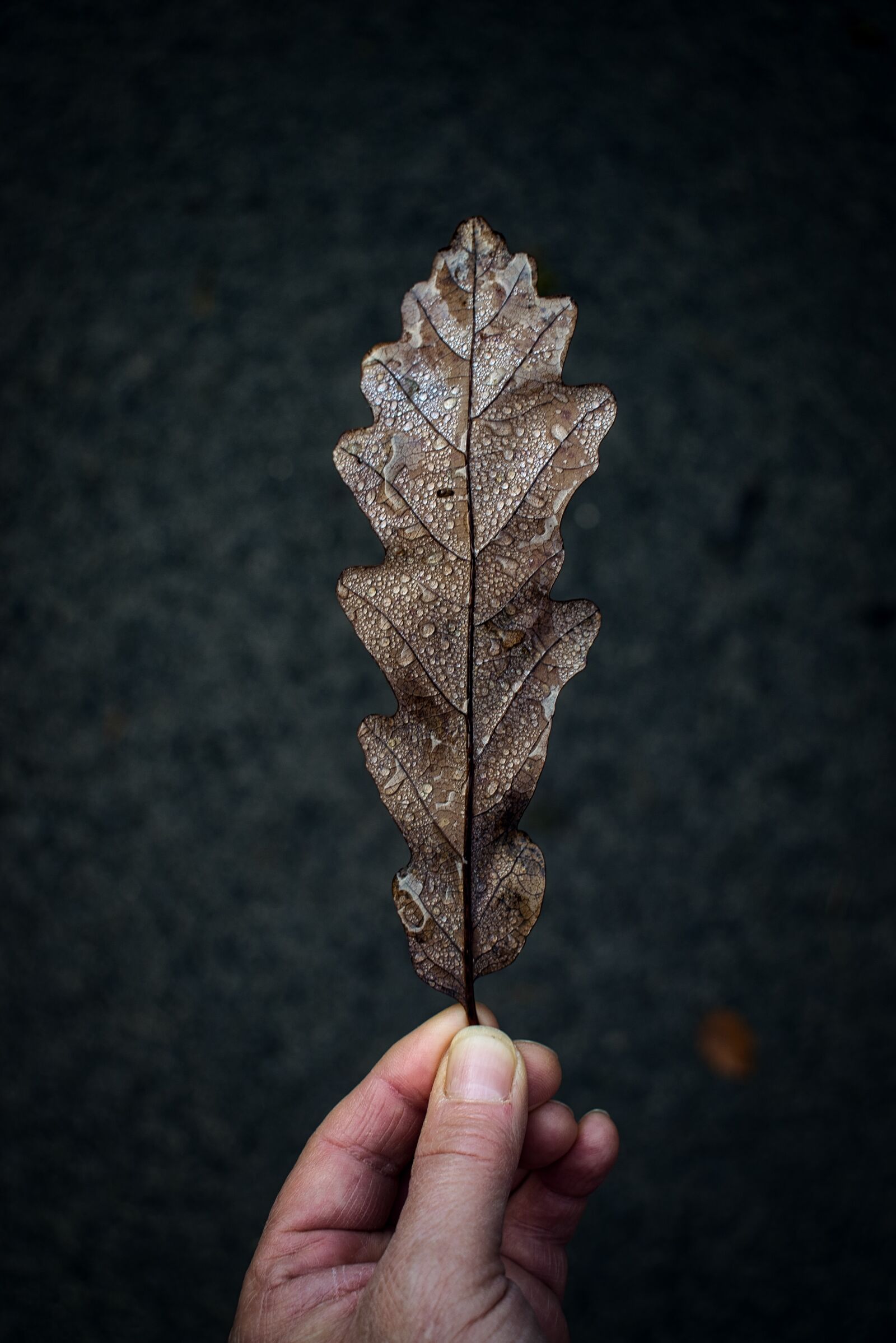 Nikon D5600 sample photo. Leaf, moody, nature photography