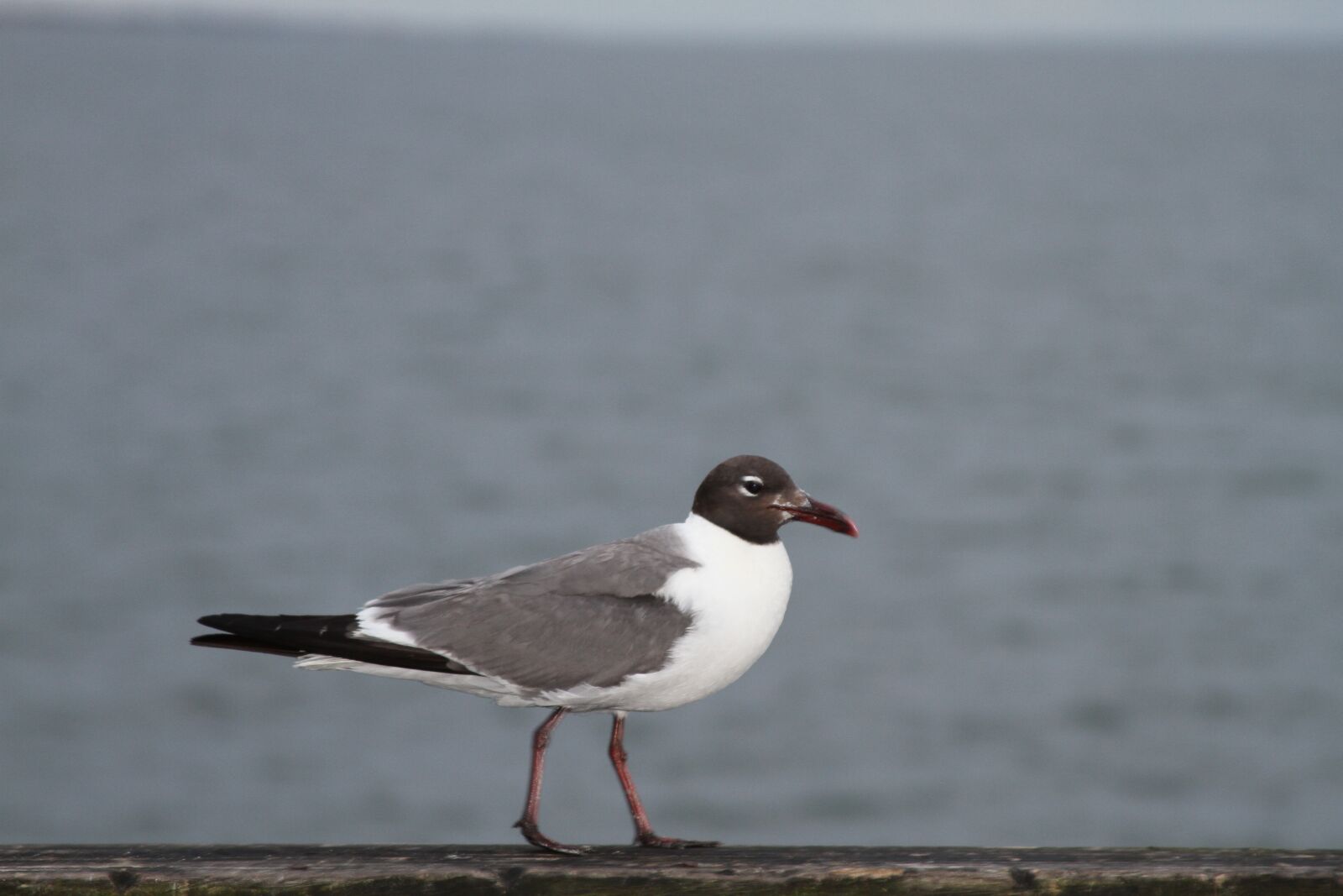 Canon EOS 7D sample photo. Bird, nature, wild life photography