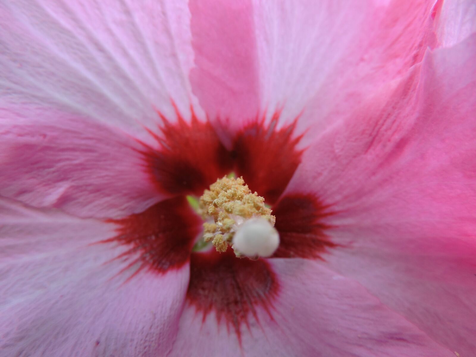 Nikon Coolpix P530 sample photo. Hibiscus, hibisceae, pink flower photography