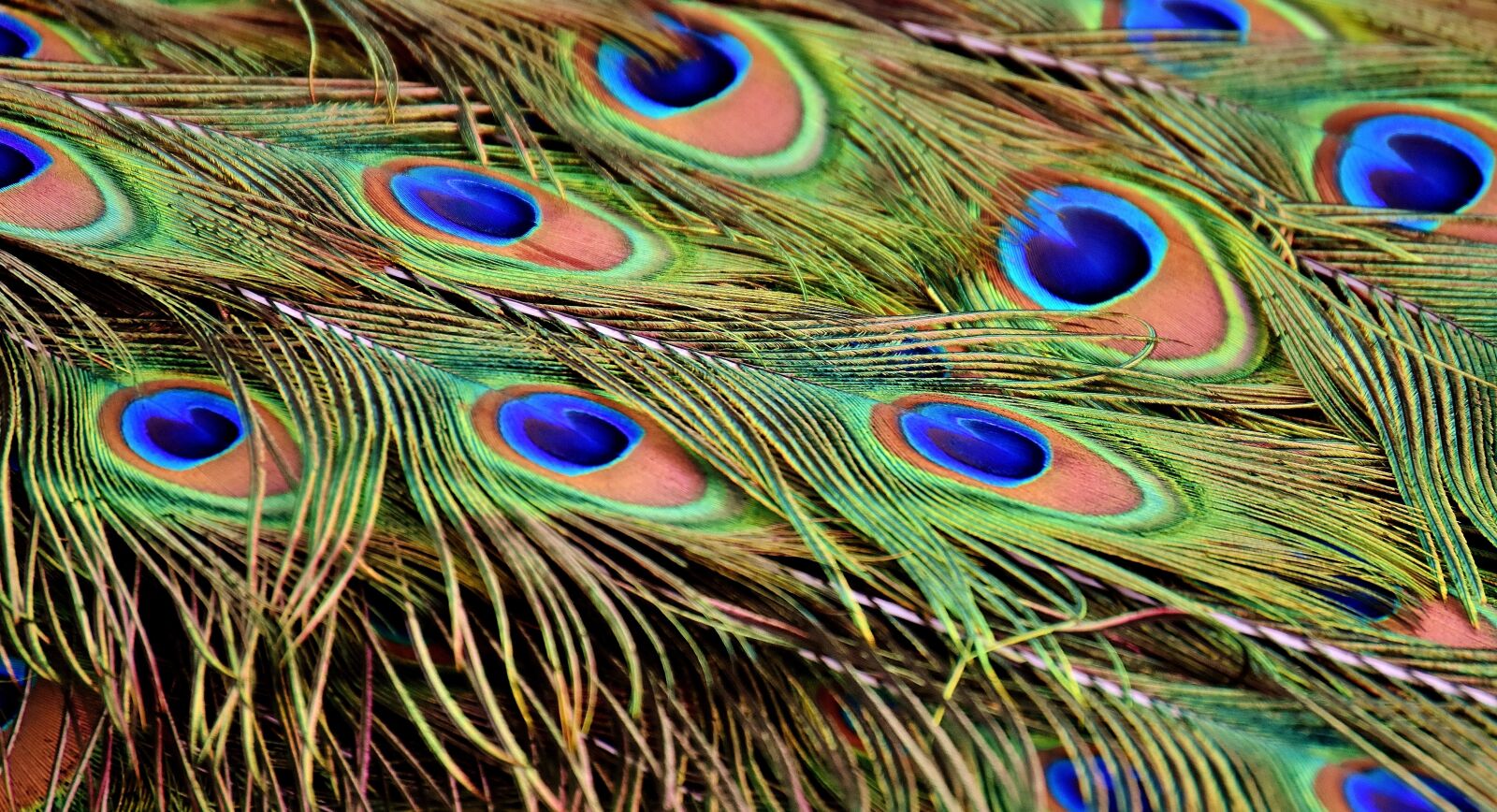 Nikon D7200 sample photo. Peacock feathers, wheel, plumage photography