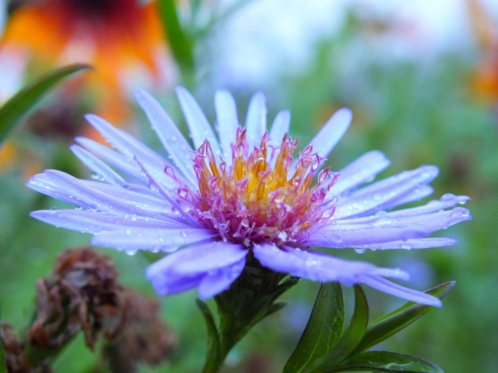 Fujifilm FinePix HS30EXR sample photo. Nature, plant, flower photography