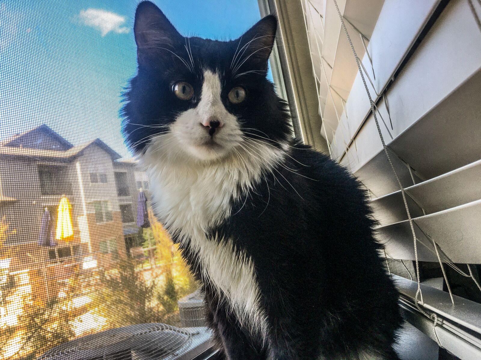 Apple iPhone 6s Plus sample photo. Cat, pet, animal photography