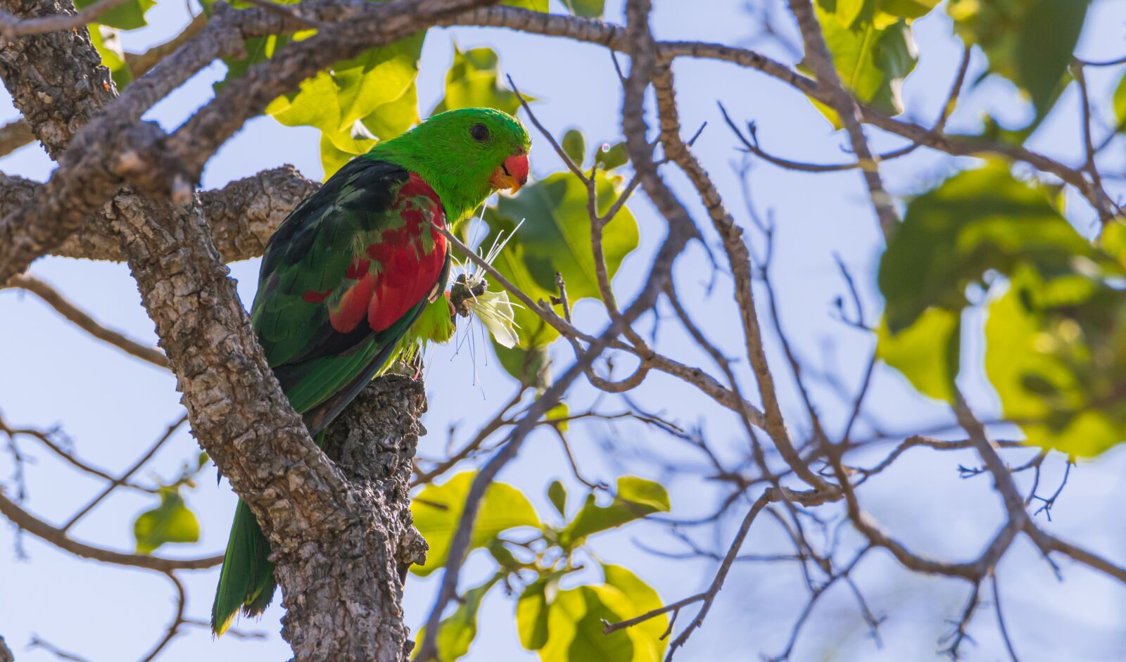 Canon EOS 80D sample photo. Redwing parrot, bird, wildlife photography