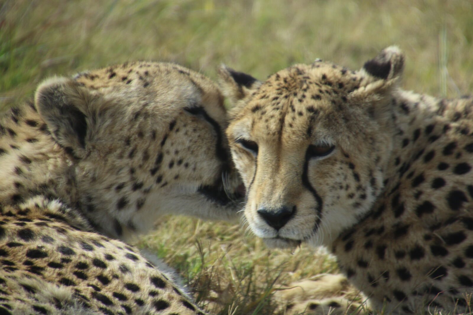 Canon EOS 7D Mark II sample photo. Cats, cheetahs, couple, cute photography