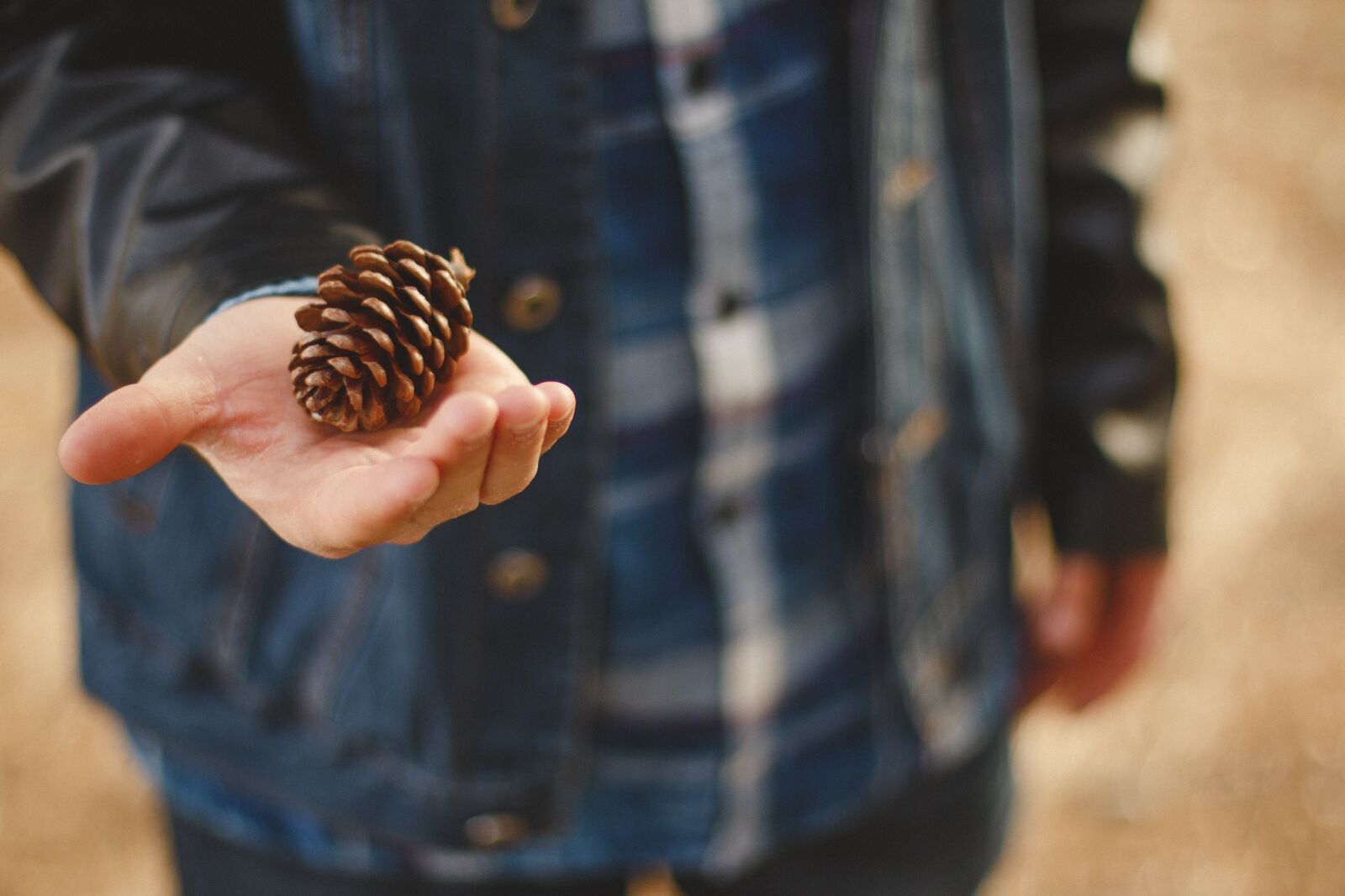 Canon EOS 70D + Canon EF 50mm F1.4 USM sample photo. Nature, hand, outside photography