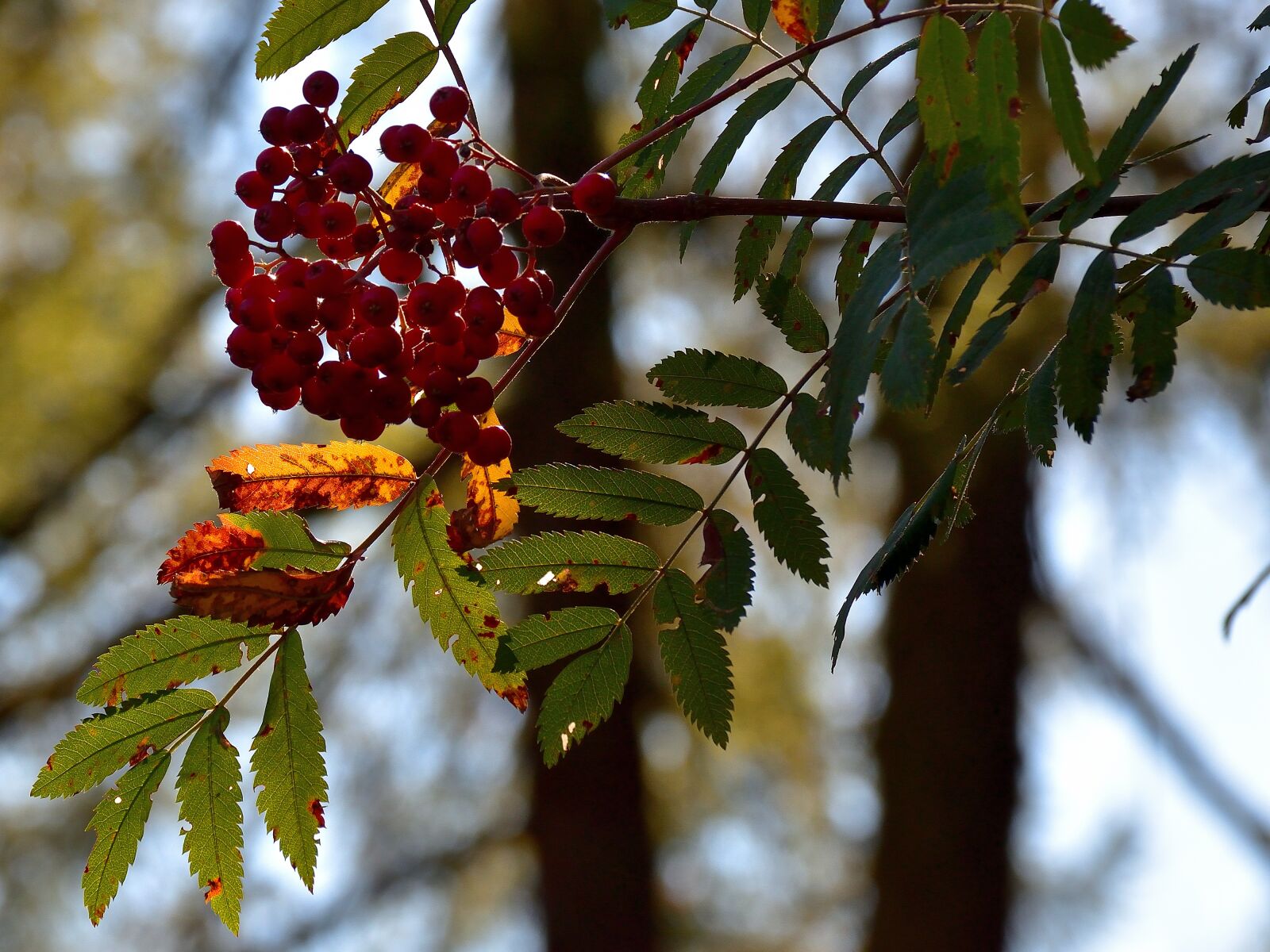 Nikon D5500 sample photo. Berry red, tree, nature photography