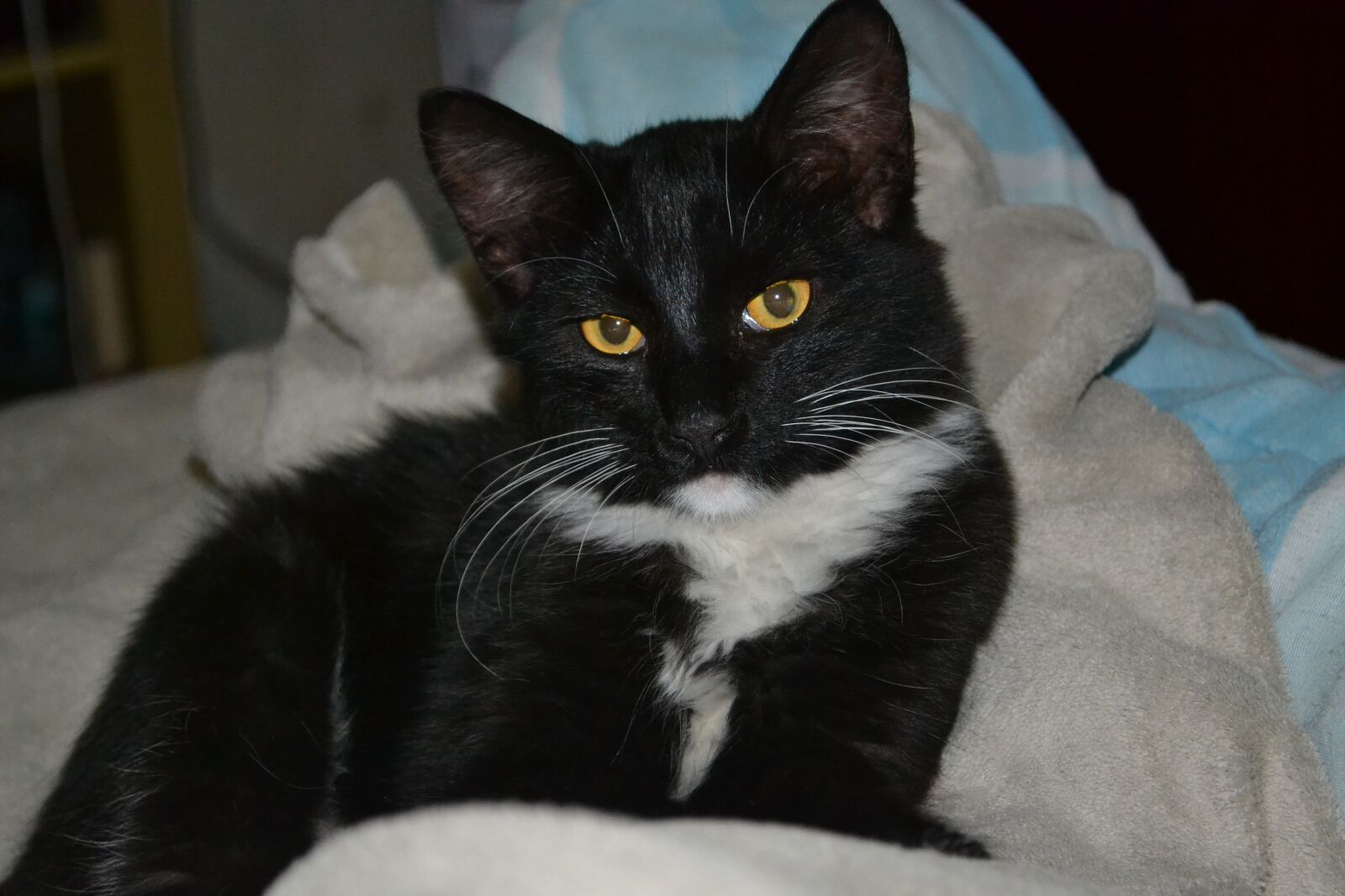Nikon D3100 sample photo. Gato, cat, black cat photography