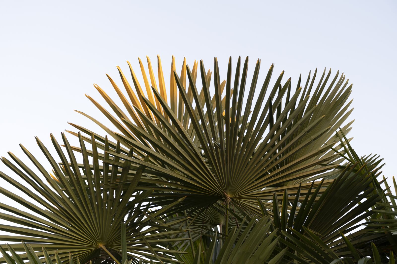 Nikon D7500 sample photo. Palms, silhouettes, palm photography