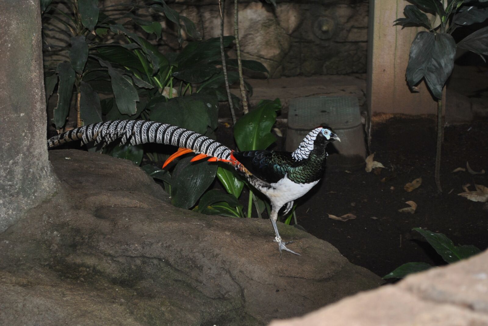 Nikon D3000 sample photo. Lady amherst pheasant, male photography