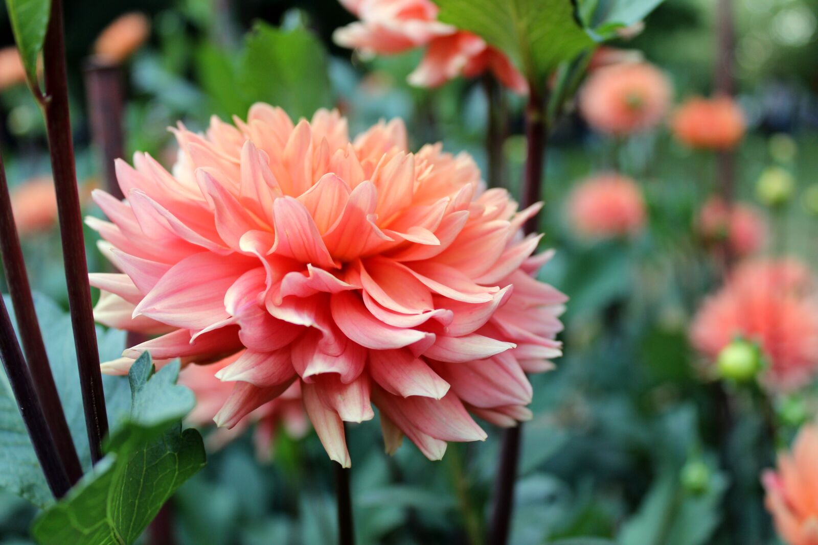 Canon EOS 600D (Rebel EOS T3i / EOS Kiss X5) sample photo. Flower, pink, flowers photography