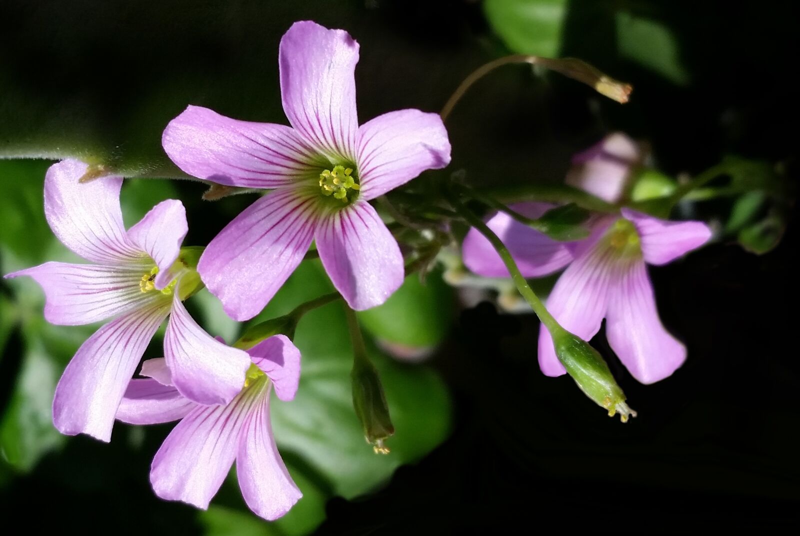 Samsung Galaxy S5 sample photo. Flower, nature, flora photography
