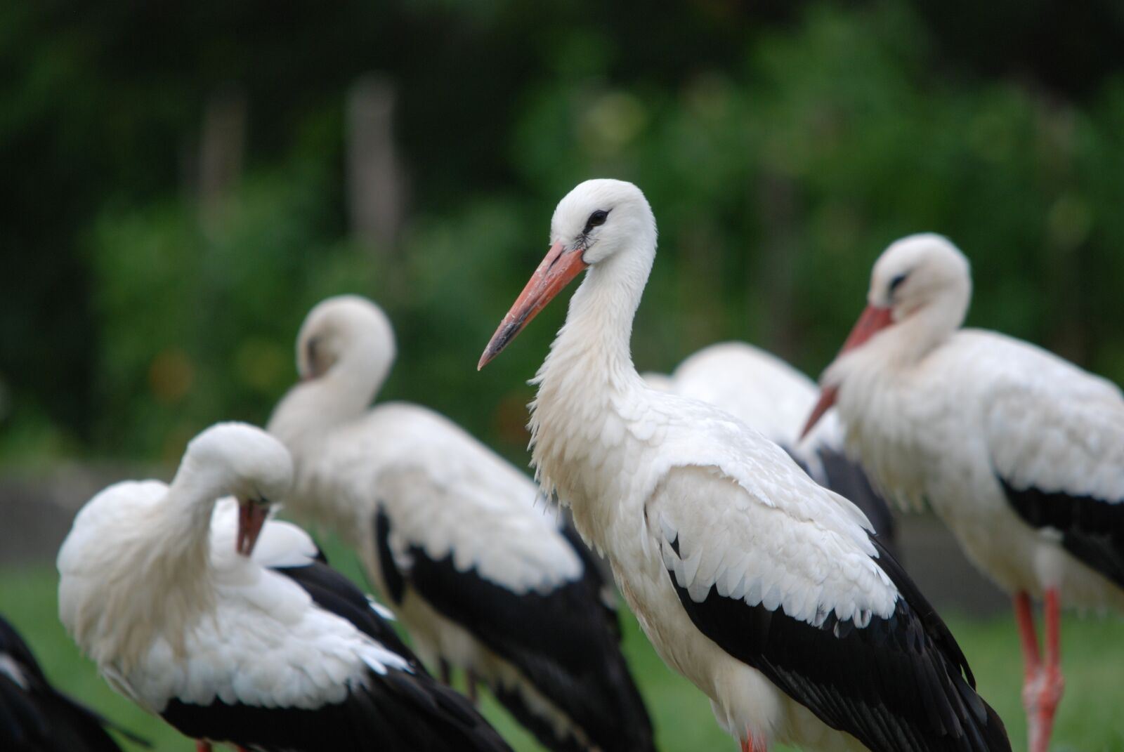 Nikon D80 sample photo. Nature, bird, stork photography