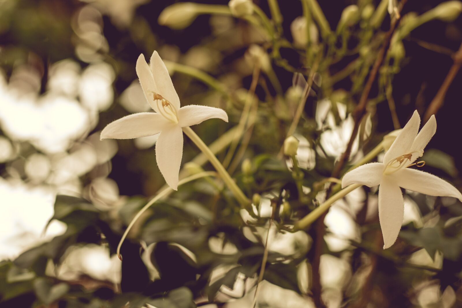Canon EOS 700D (EOS Rebel T5i / EOS Kiss X7i) + Canon EF 50mm F1.8 STM sample photo. Flower, plant, flowers photography