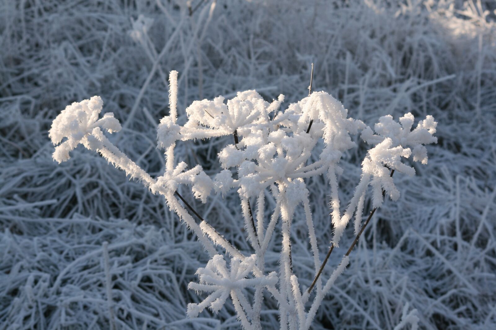 Canon EOS 400D (EOS Digital Rebel XTi / EOS Kiss Digital X) sample photo. Winter, nature, snow photography