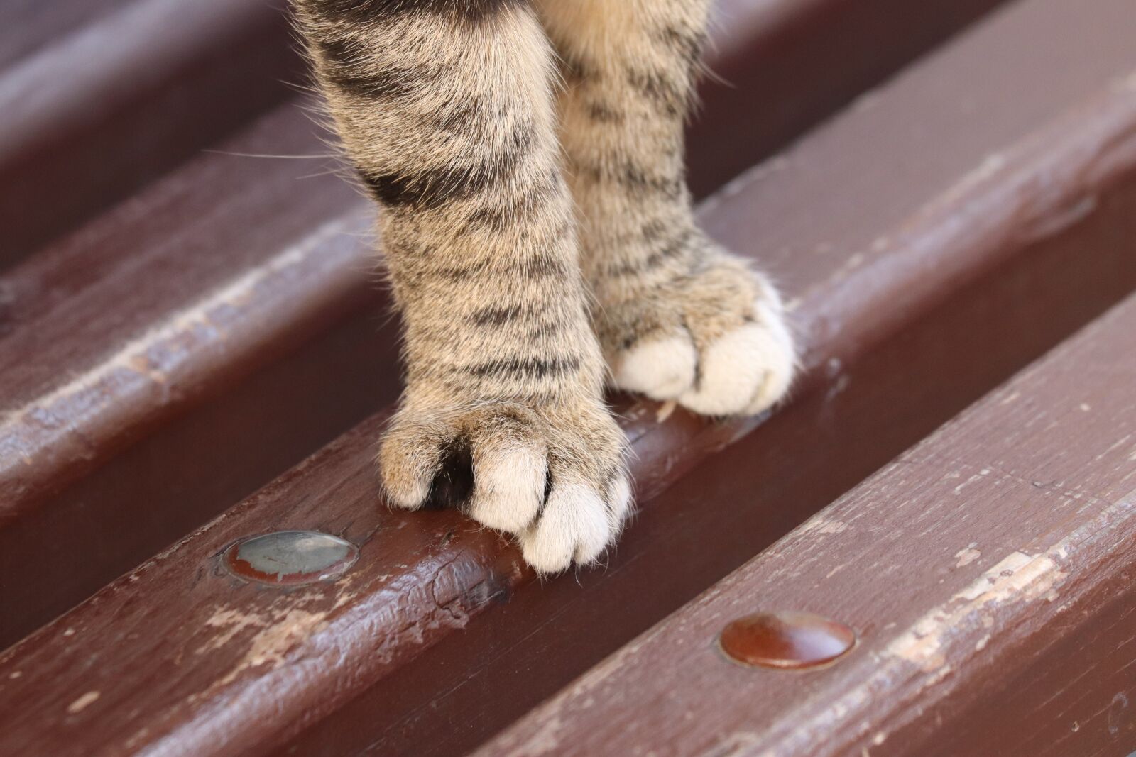 Canon EF 70-300 F4-5.6 IS II USM sample photo. Cat, view, pets photography