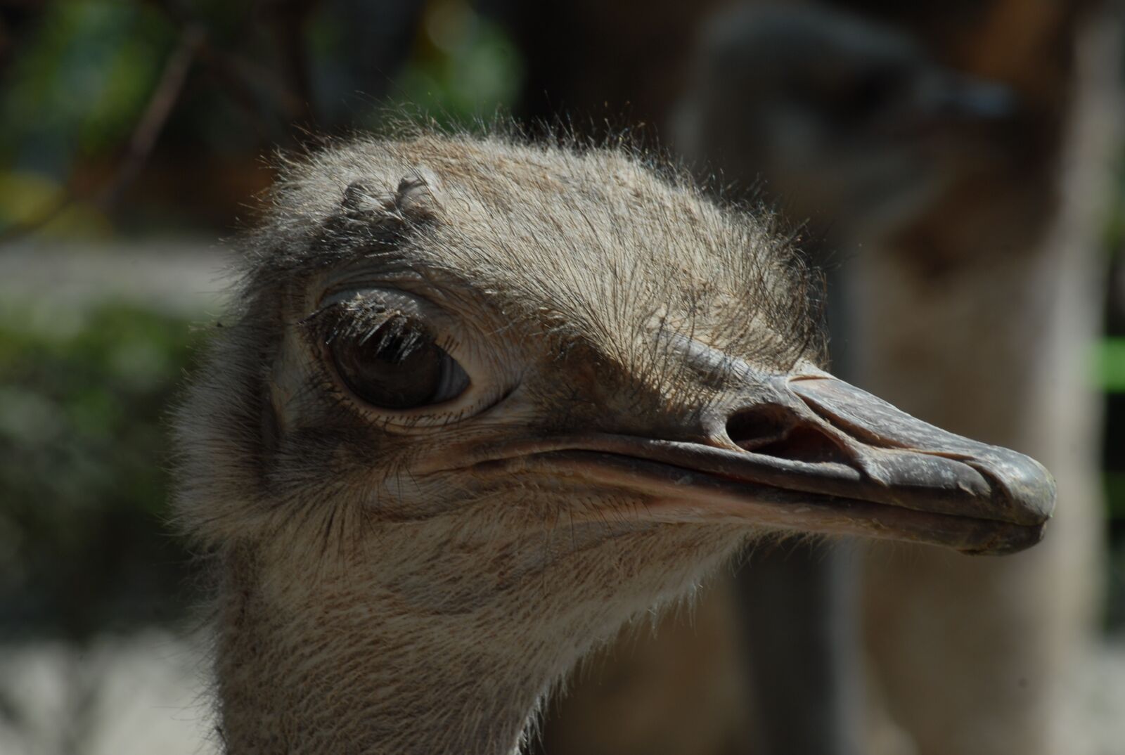 Nikon D200 sample photo. Ostrich, ave, eye photography