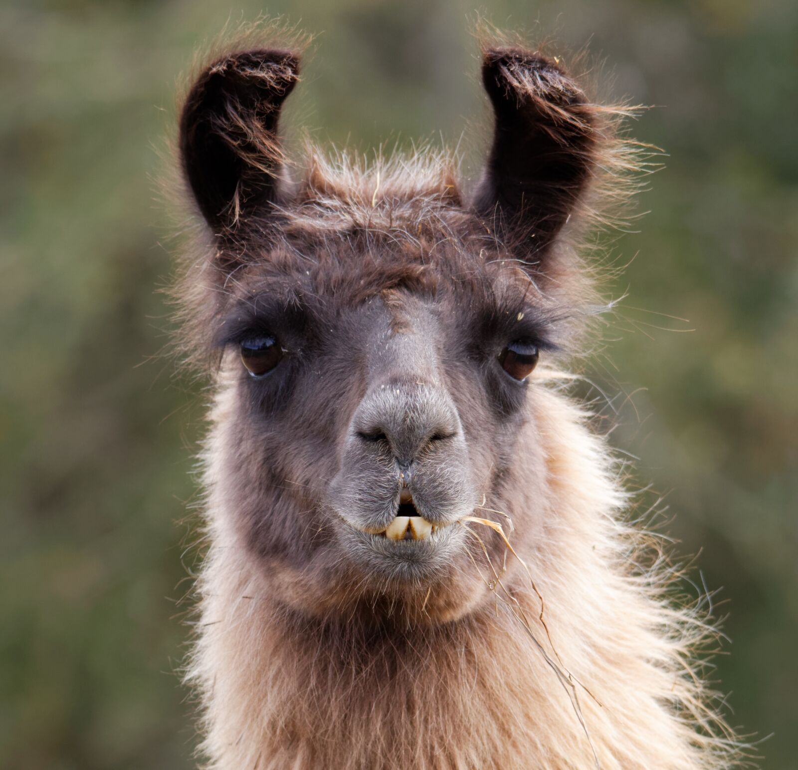 Canon EOS 70D sample photo. Llama, animal, farm photography