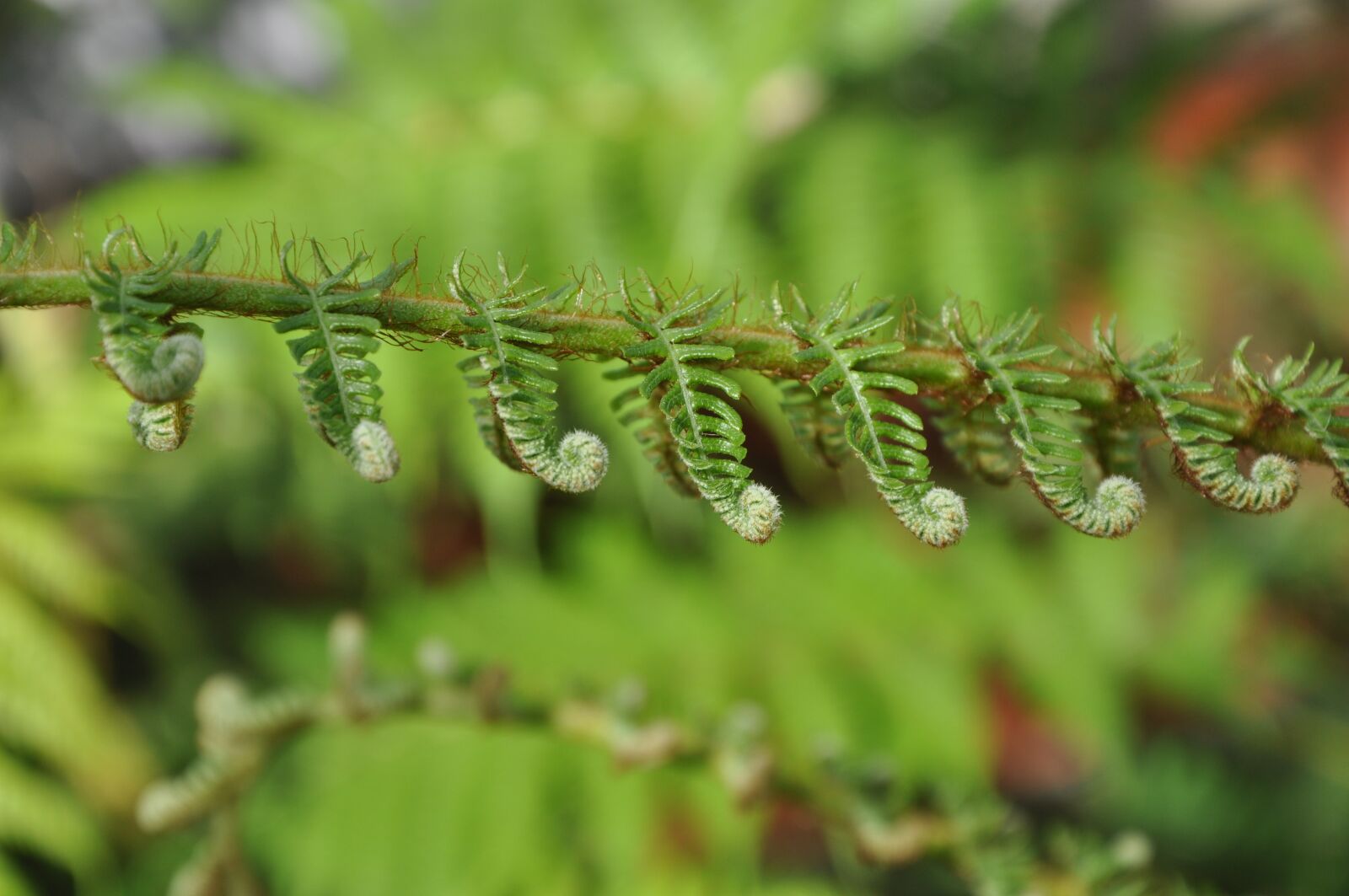 Nikon D90 sample photo. Fern, green, plant photography