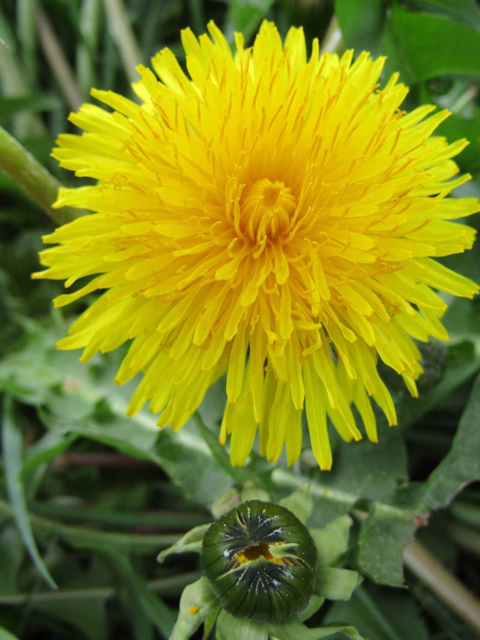 Canon POWERSHOT SX432 IS sample photo. Dandelion, bud, close up photography