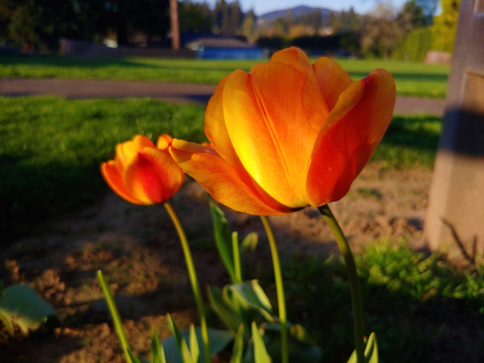 LG G7 THINQ sample photo. Orange, flower, red photography