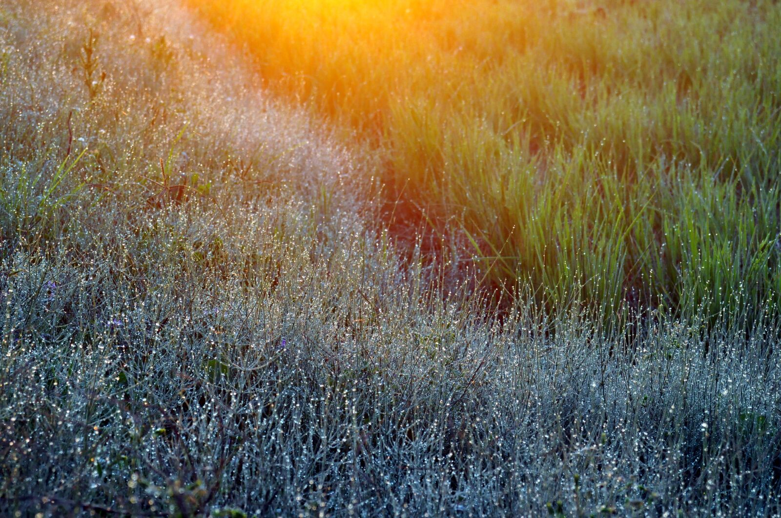 Nikon D90 sample photo. Natural, landscape, plant photography
