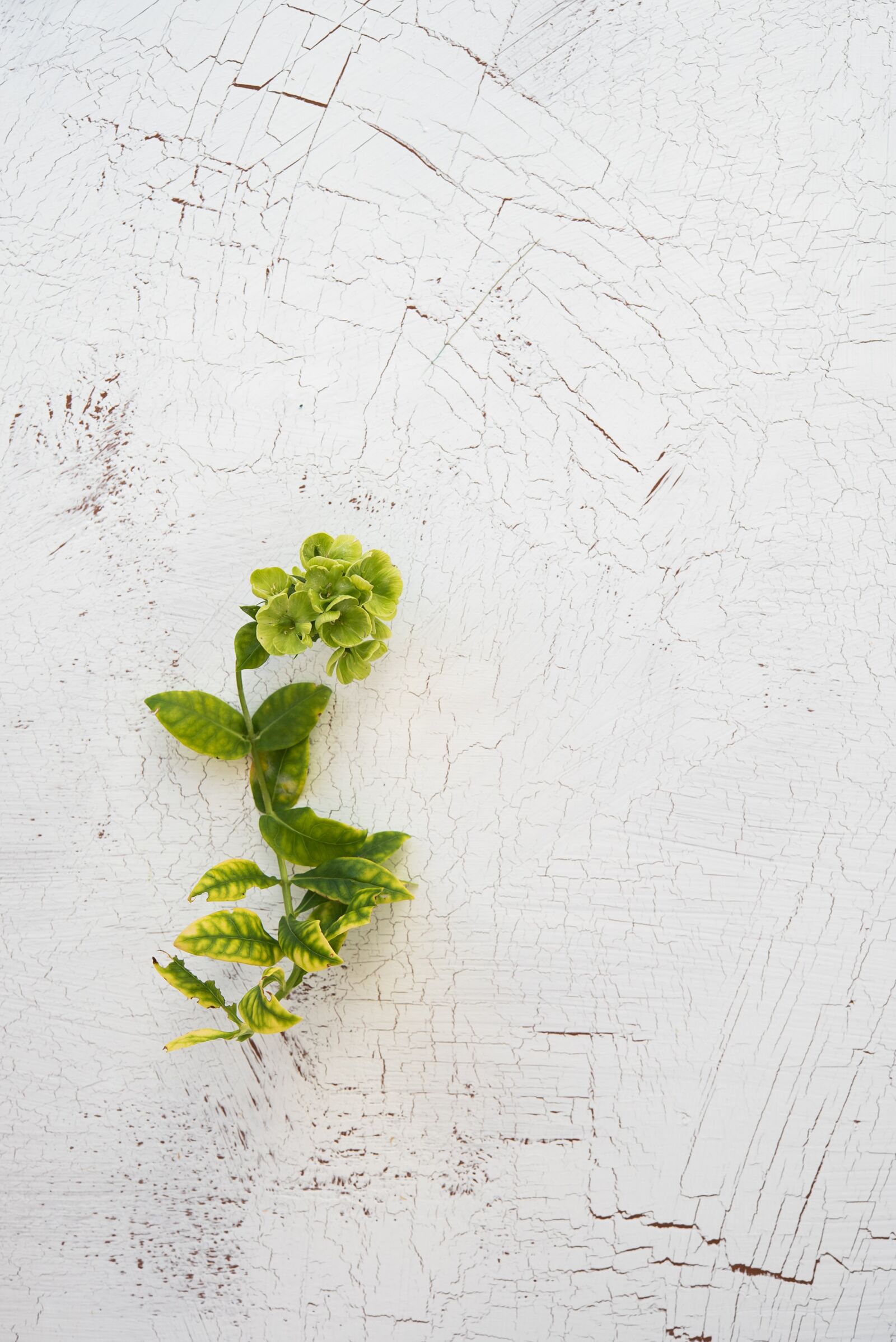 Nikon D750 sample photo. Plant, green, background photography