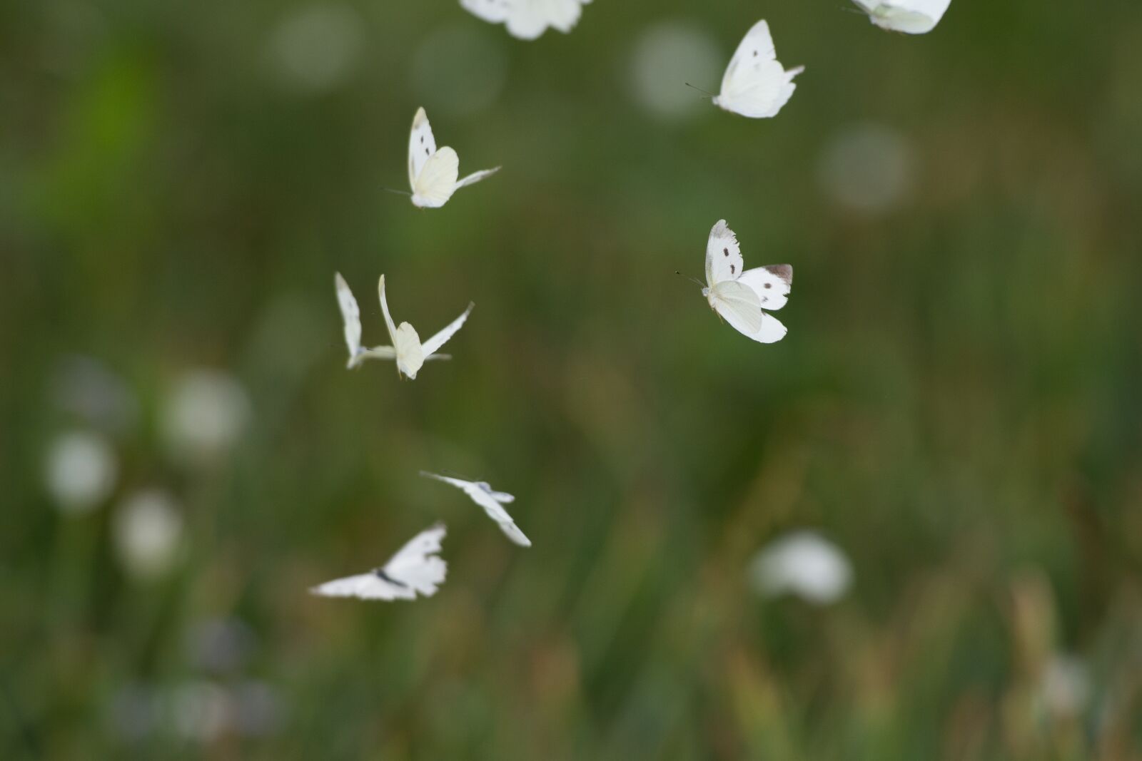 Nikon D7100 sample photo. Butterfly, nature, flower photography