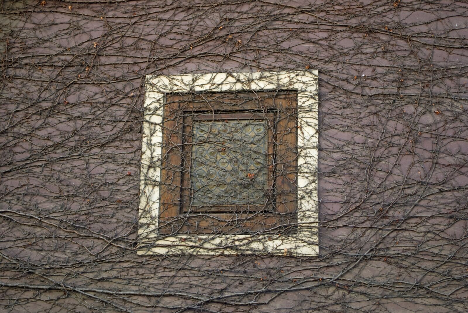 Nikon D60 sample photo. Window, branches, grid photography