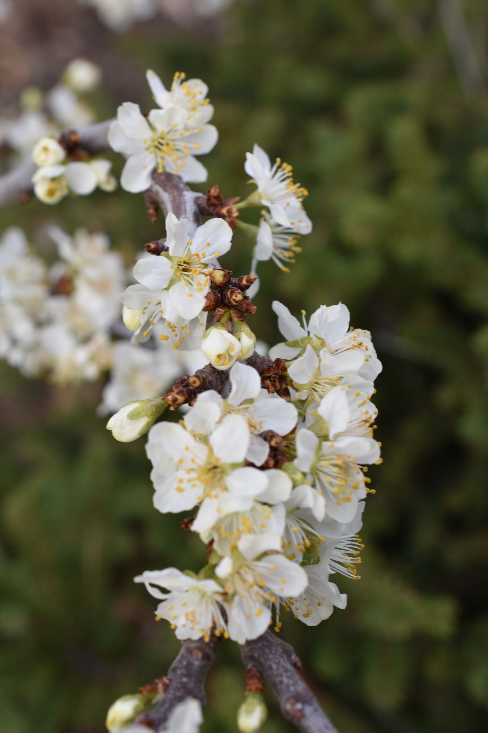 Nikon D3400 sample photo. Flower, tree, blossom photography