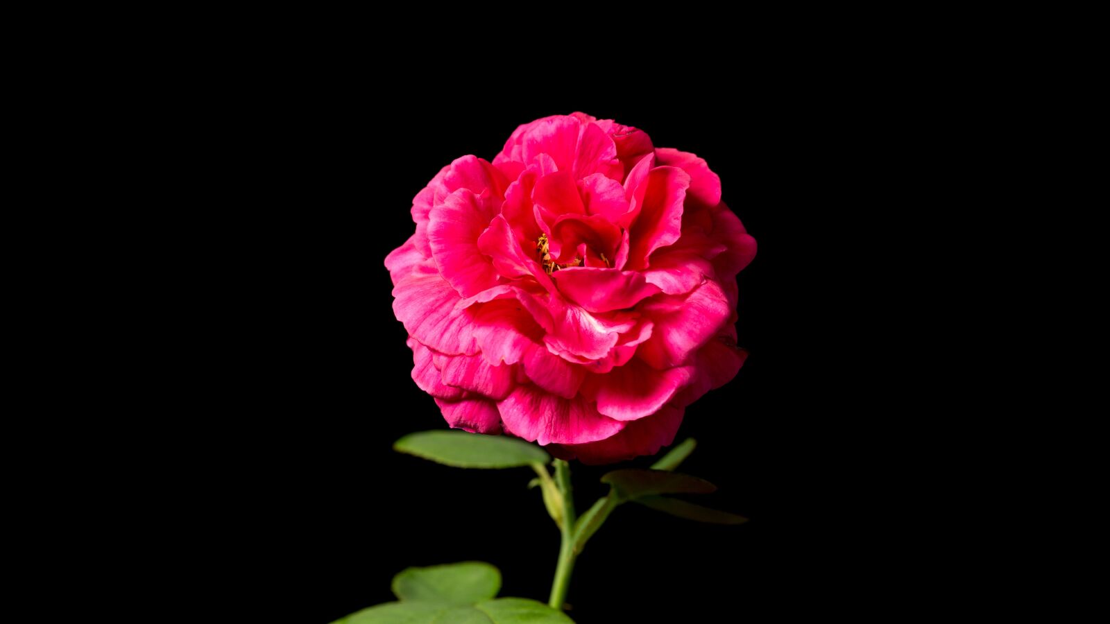Nikon D7100 sample photo. Rose, red, flower photography