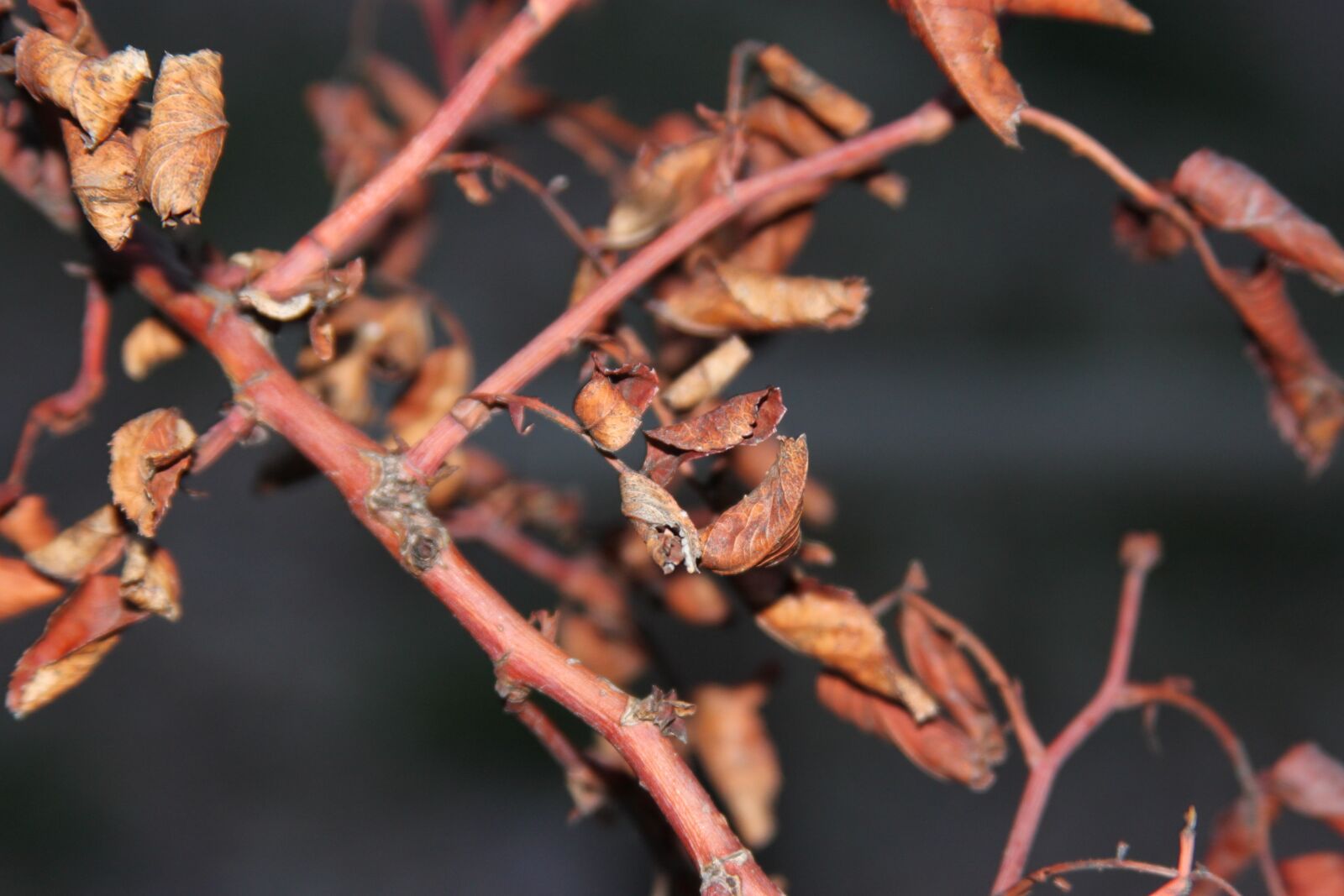 Canon EOS 500D (EOS Rebel T1i / EOS Kiss X3) sample photo. Leaf, branches, dead photography