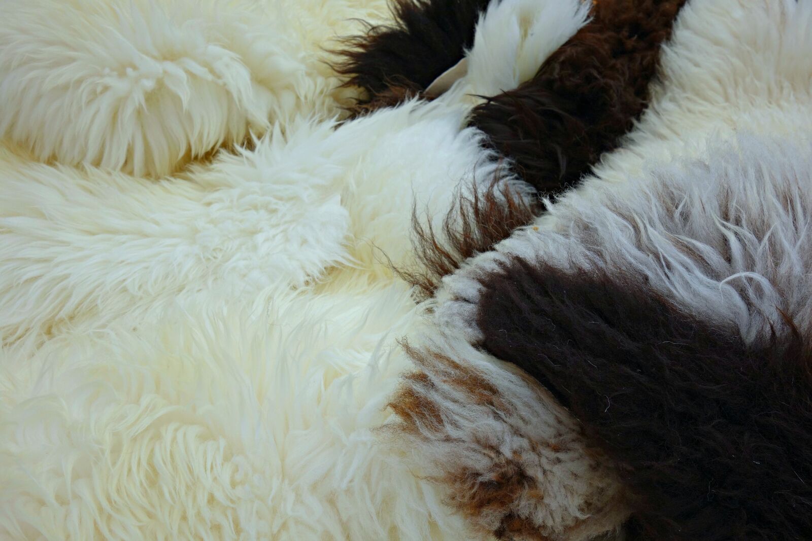 Sony Cyber-shot DSC-RX100 sample photo. Fleece, hide, wool photography