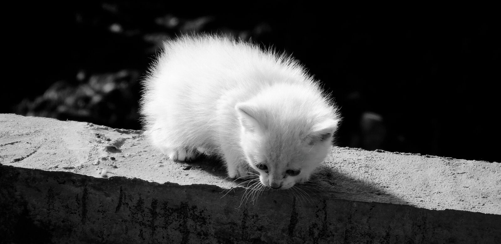 Nikon Coolpix B700 sample photo. Animal, feline, kitten photography