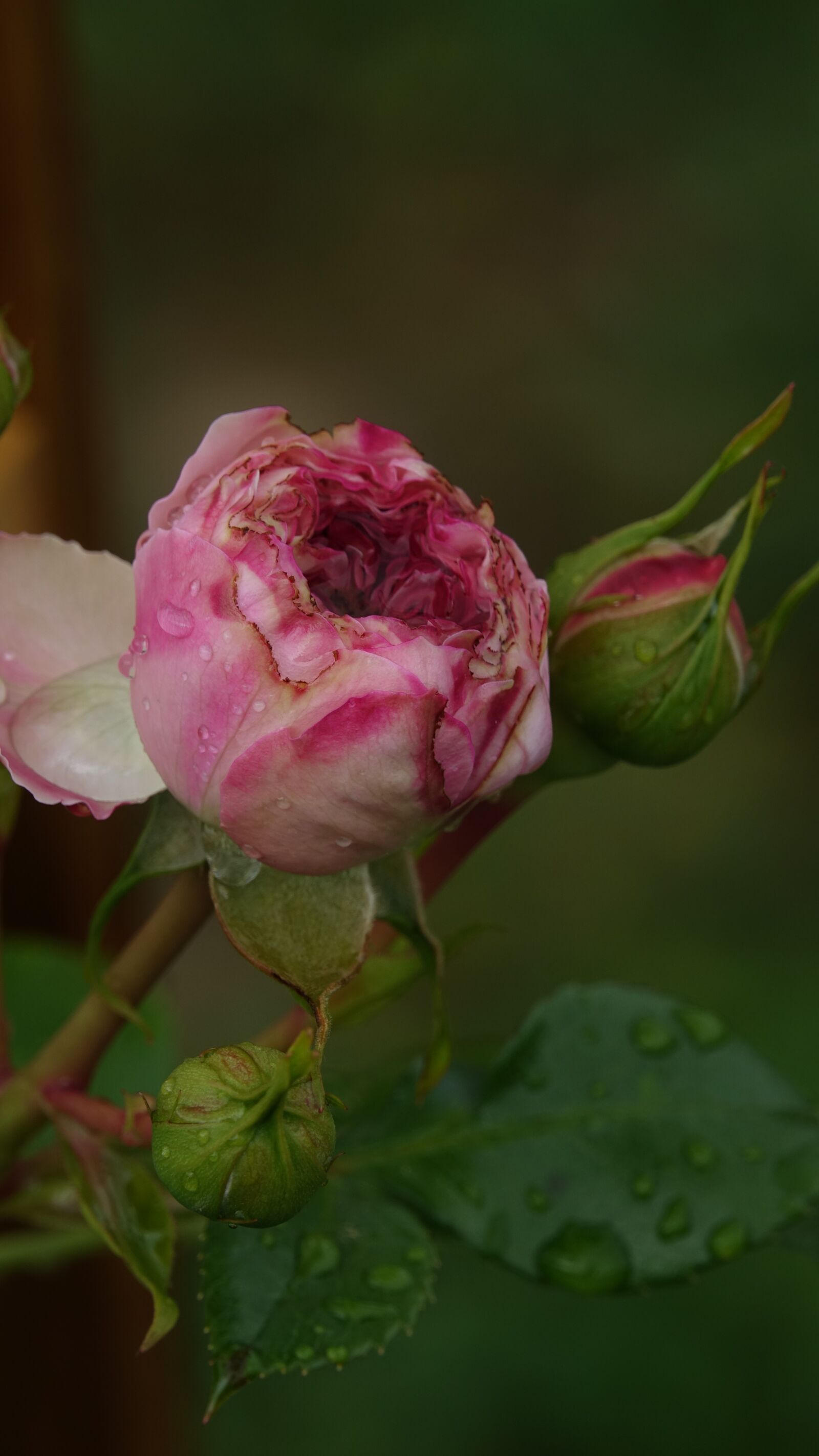 Sony Cyber-shot DSC-RX10 III sample photo. Pink, rosebuds, rainy day photography