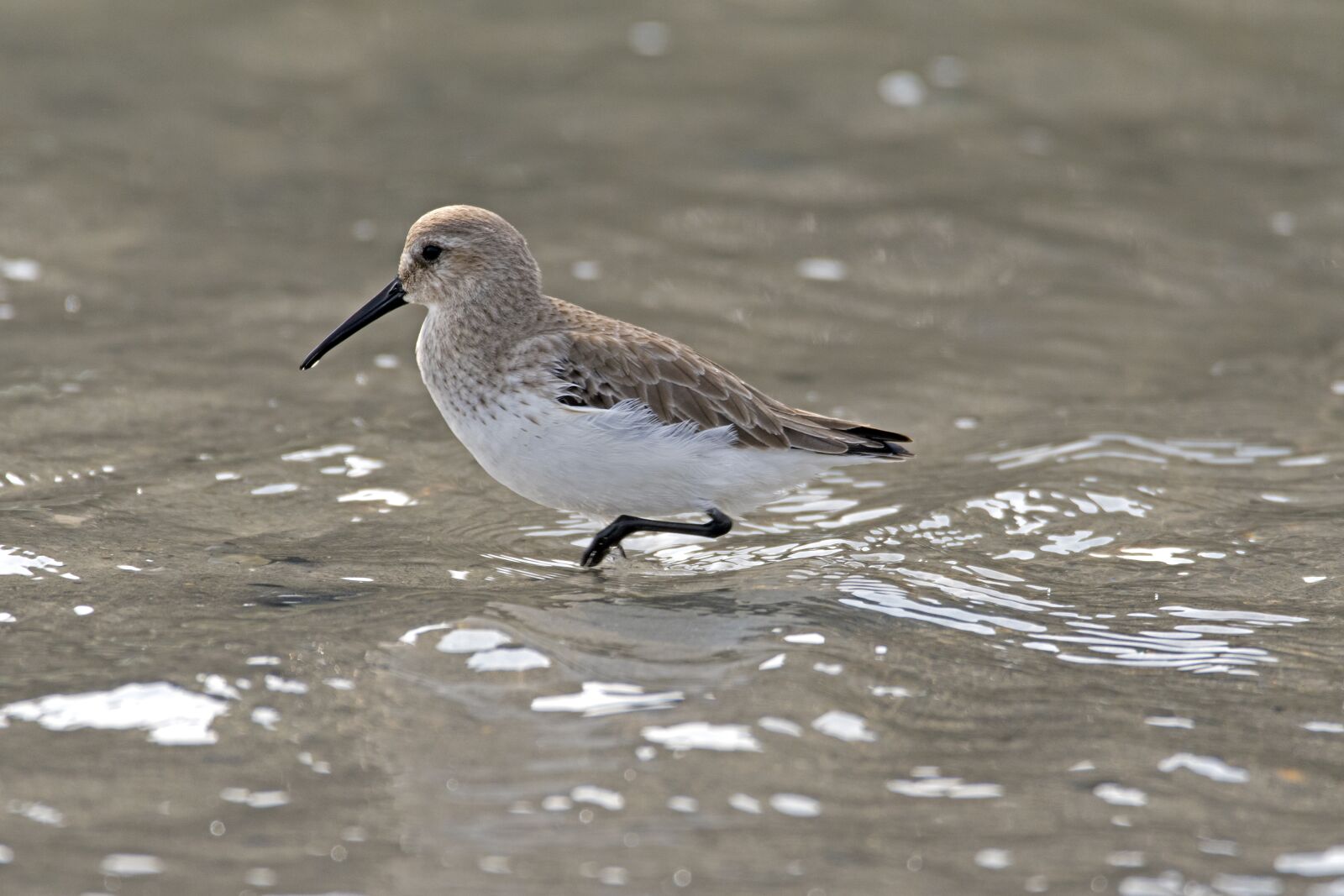 Nikon D500 sample photo. Dunlin, wader, microdrile photography