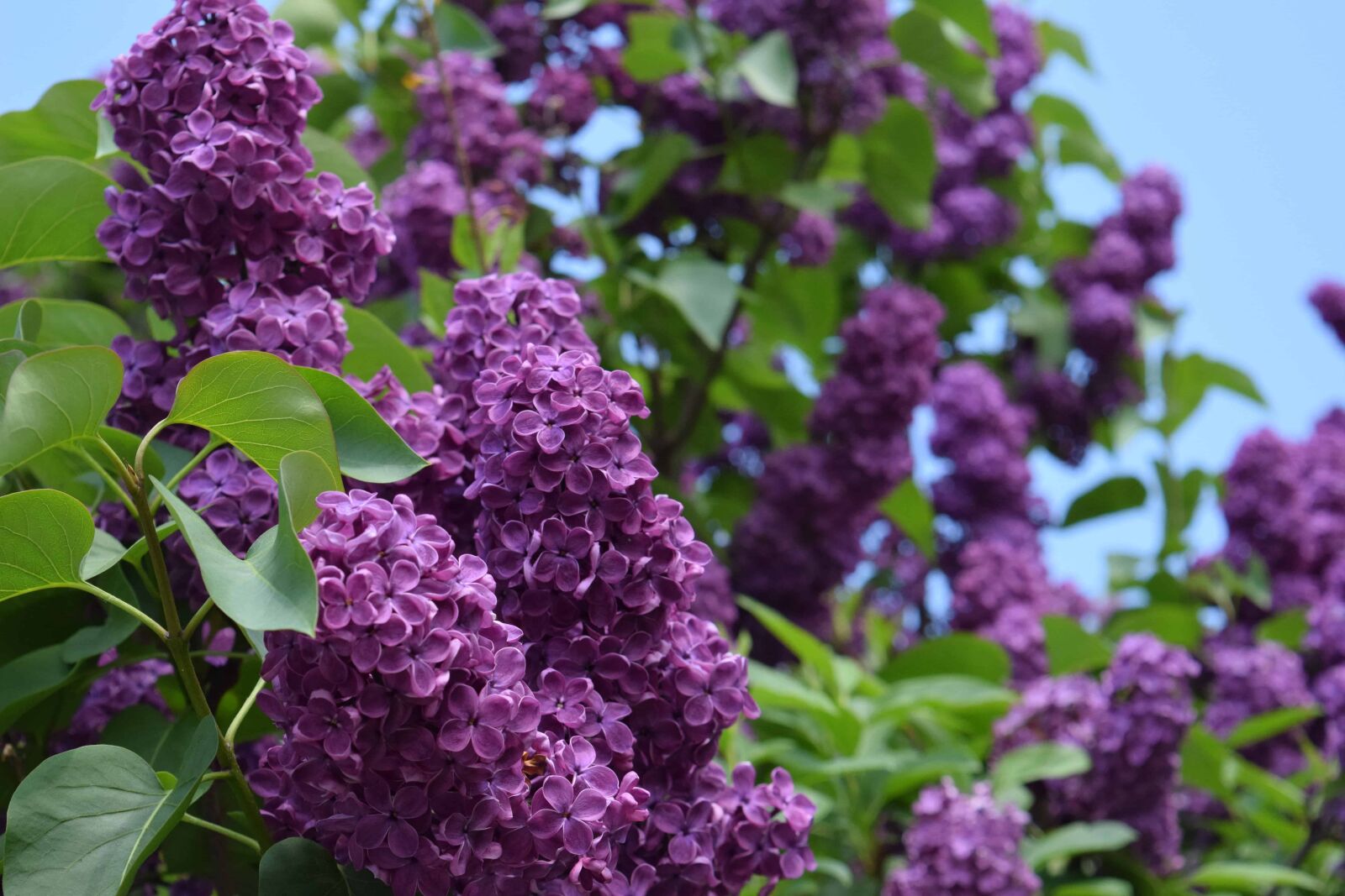 Nikon D3300 sample photo. Shrub, garden, leaf, flower photography
