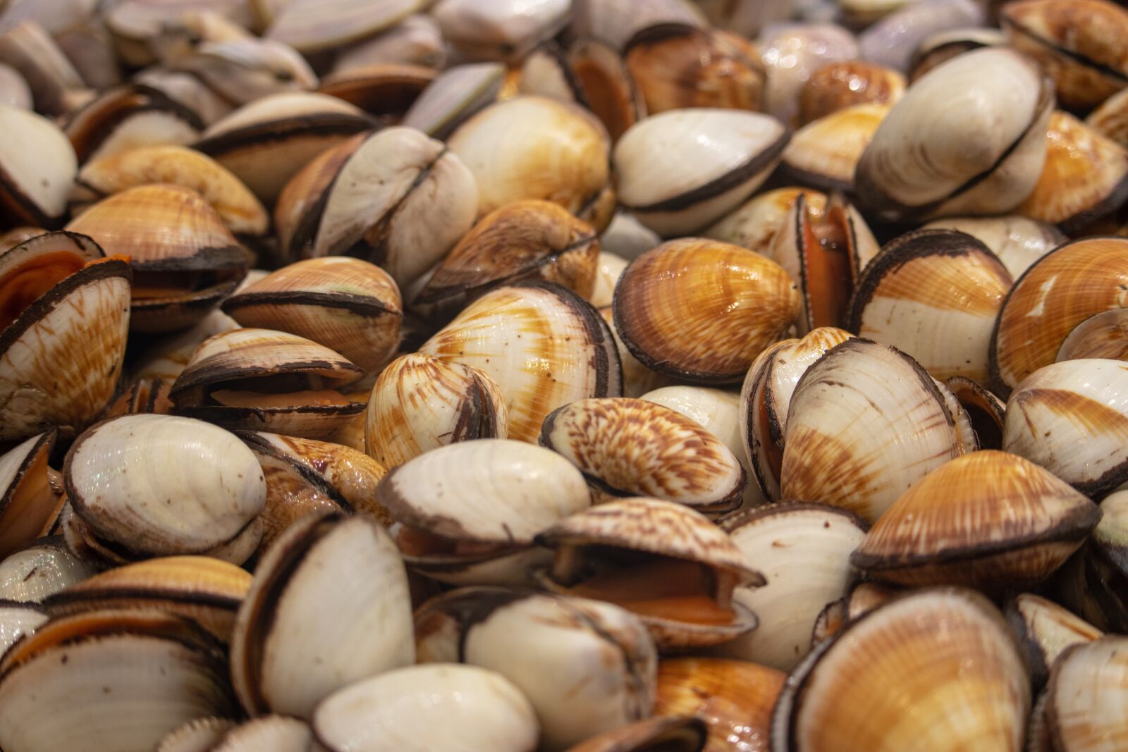 Canon EF-S 55-250mm F4-5.6 IS STM sample photo. Market, shells, seafood photography
