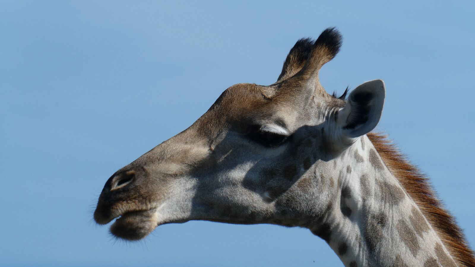 Panasonic DC-TZ91 sample photo. Giraffe, namibia, etosha photography