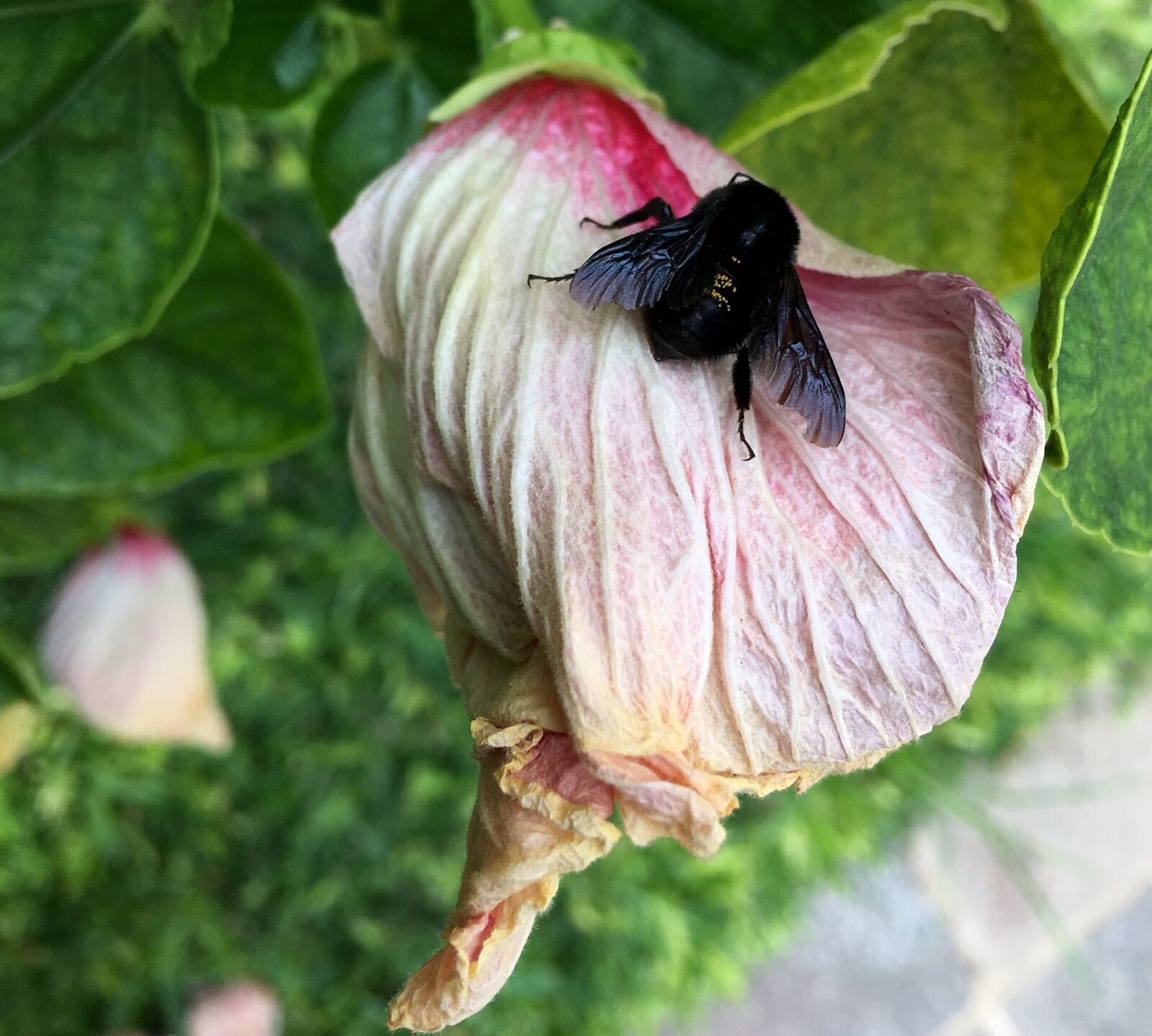 Apple iPhone 6s Plus sample photo. Insect, wings, garden photography