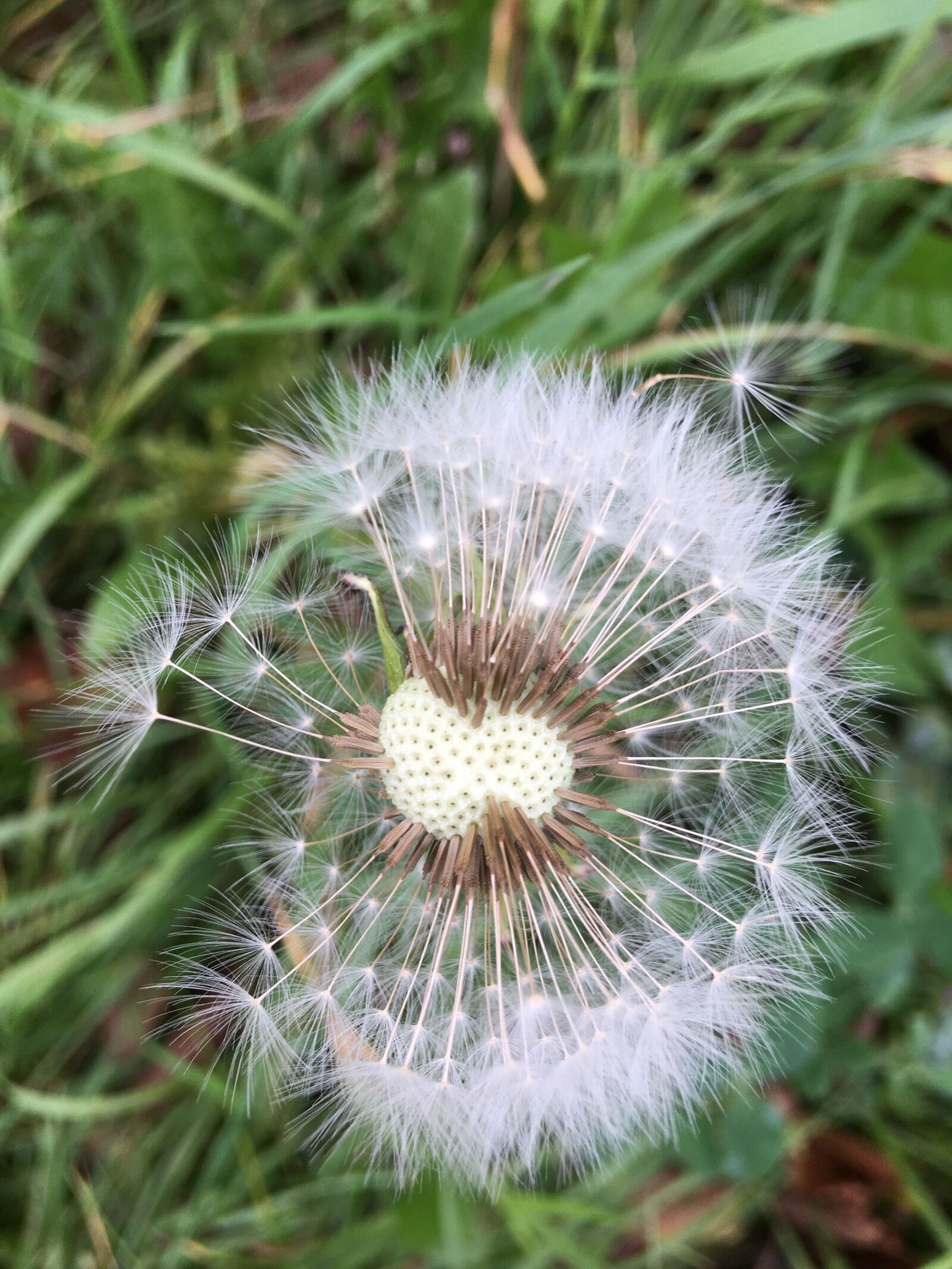 iPhone 6s Plus back camera 4.15mm f/2.2 sample photo. Dandelion, plant, nature photography