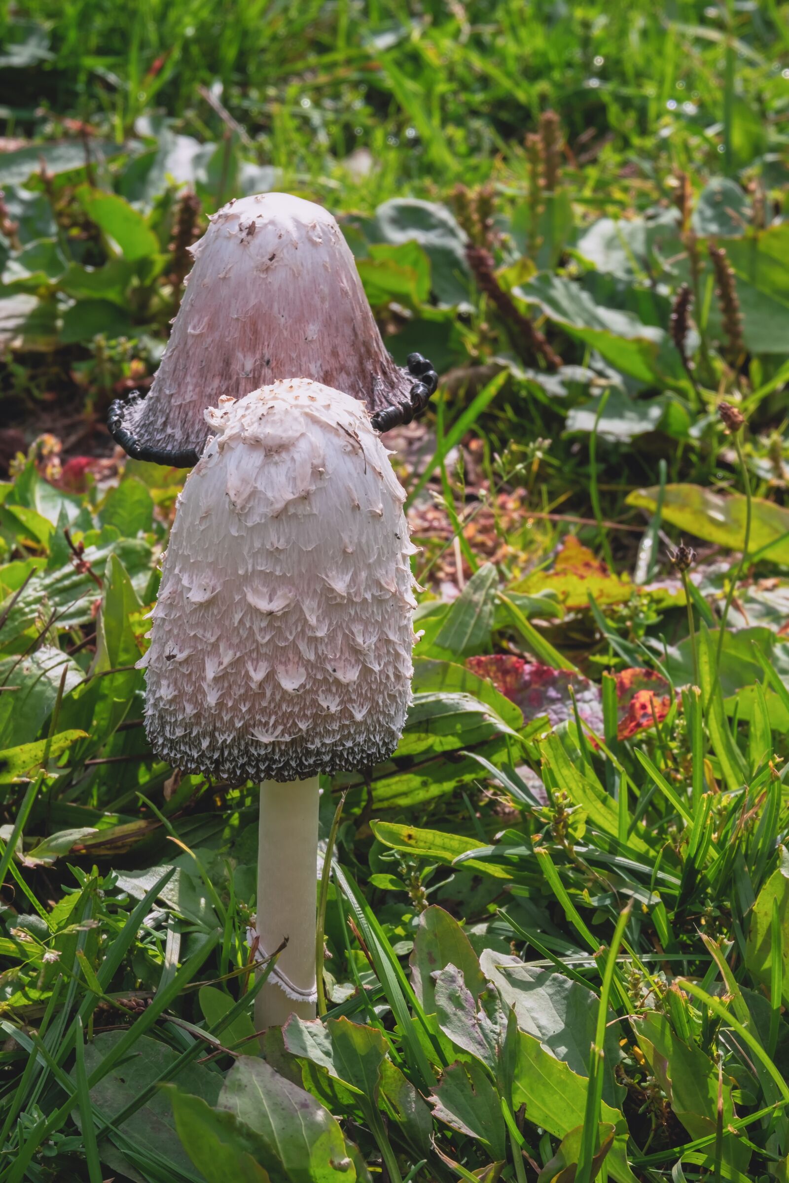 Fujifilm XF 55-200mm F3.5-4.8 R LM OIS sample photo. Mushroom, schopf comatus, agaric photography
