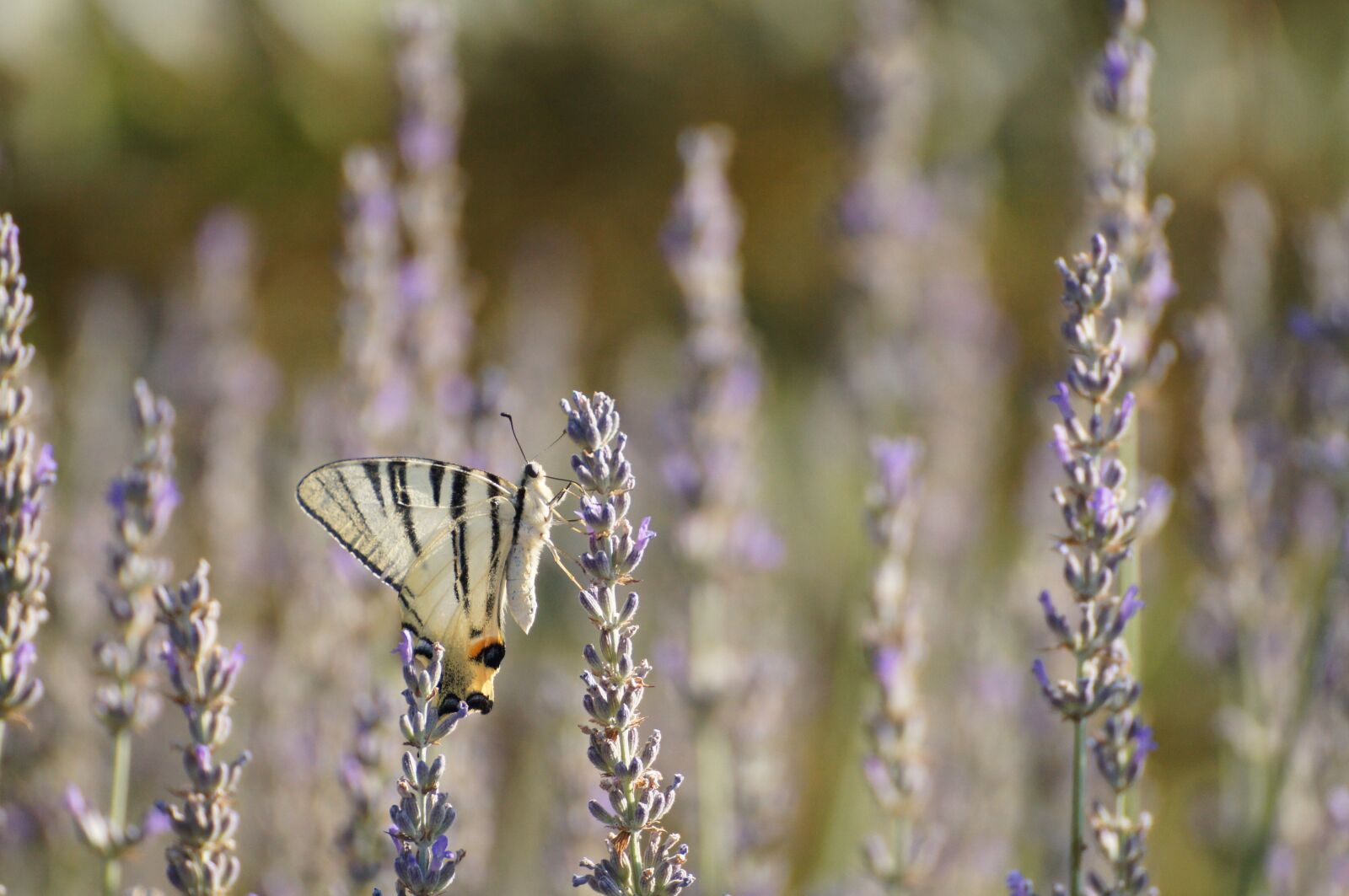 Sony SLT-A35 sample photo. Nature, italy, tuscany photography