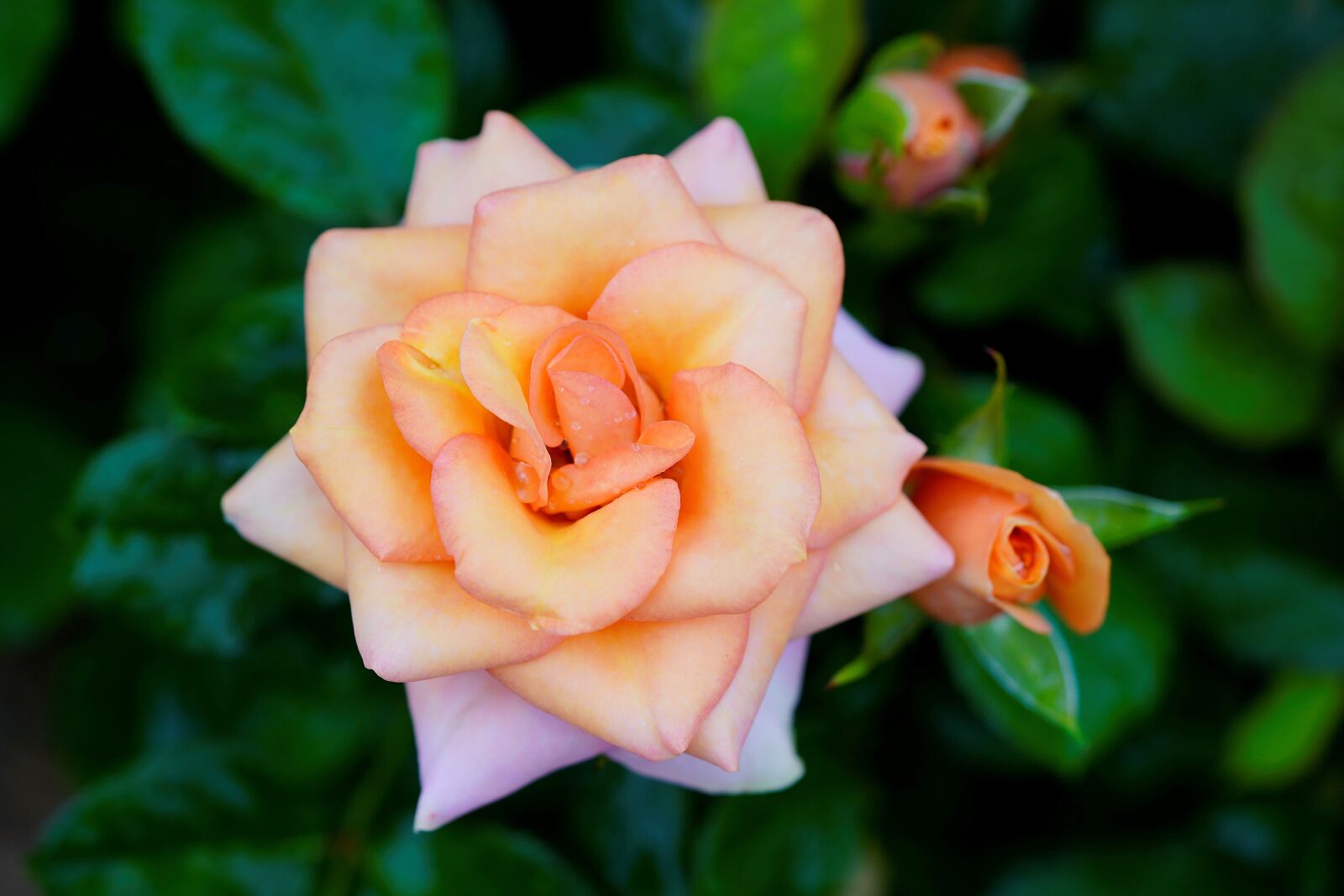 Sony a7R III + Sony FE 90mm F2.8 Macro G OSS sample photo. Romance, rose, love photography