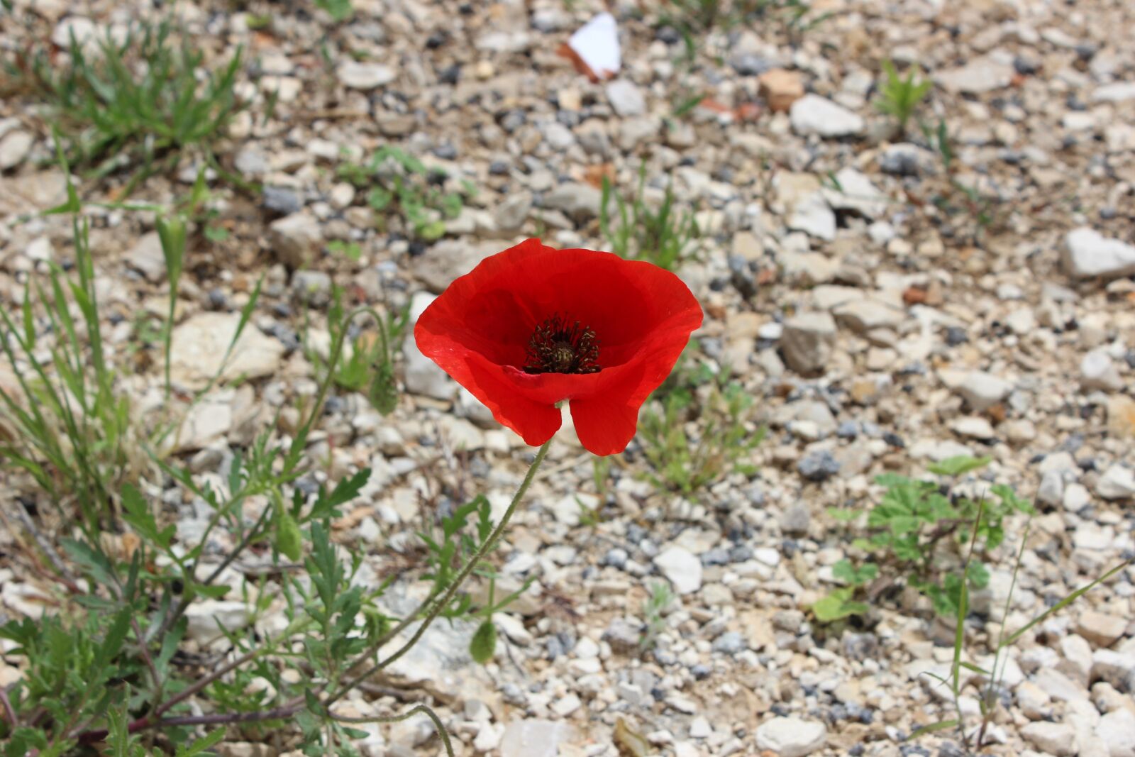 Canon EOS 600D (Rebel EOS T3i / EOS Kiss X5) sample photo. Poppy, flower, nature photography