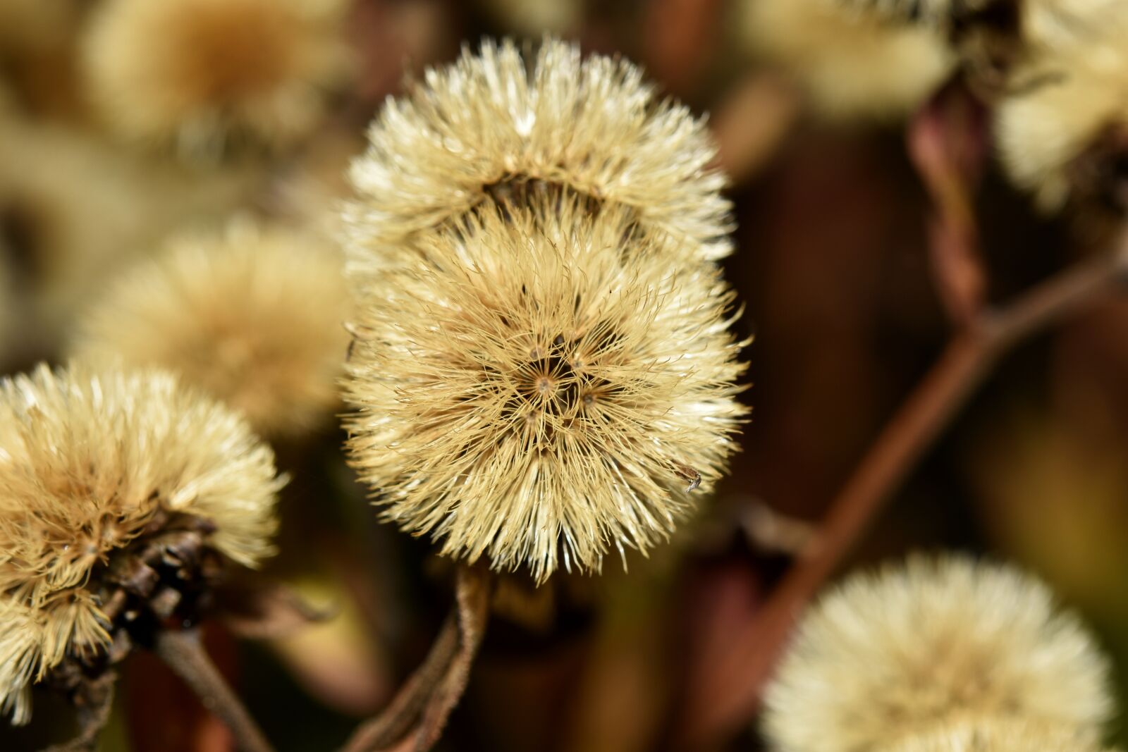 Nikon D7200 sample photo. Macro, flower, nature photography