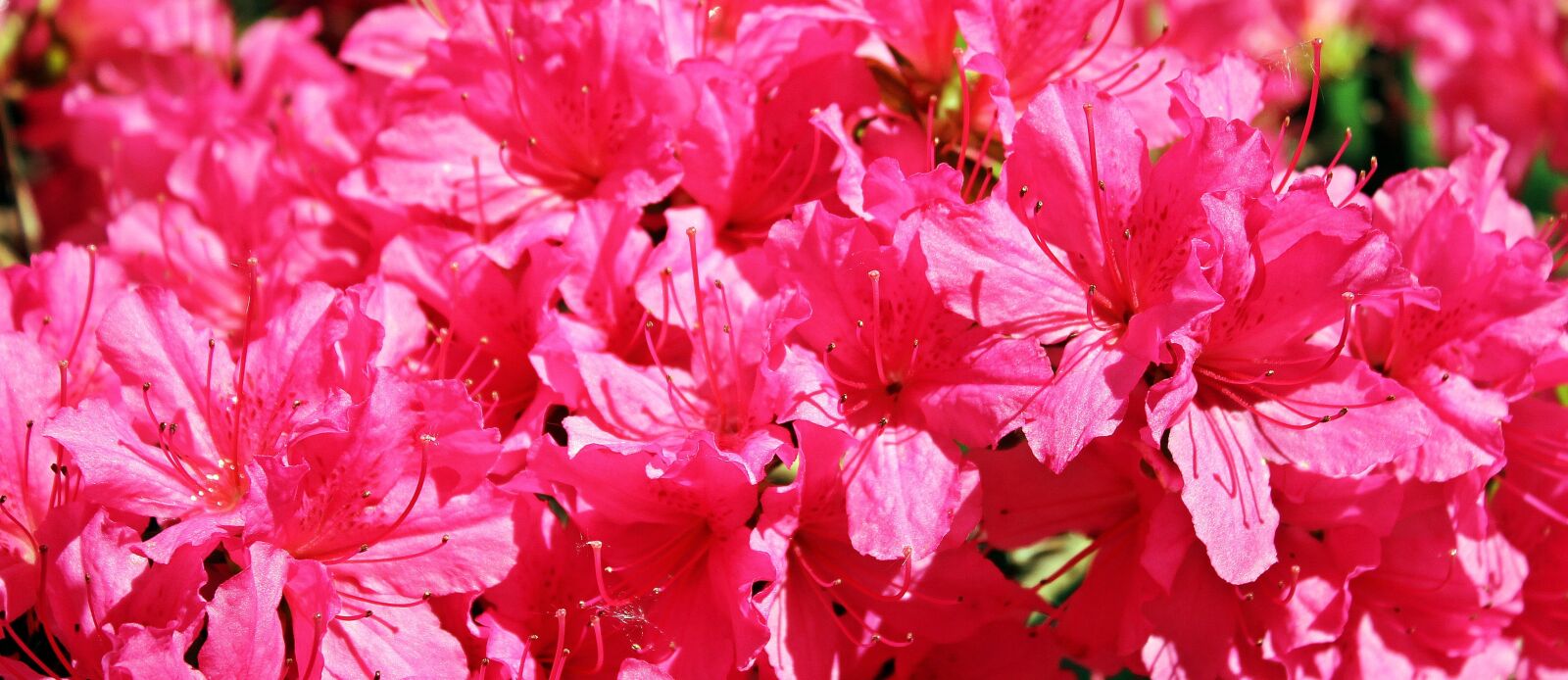 Canon EOS 550D (EOS Rebel T2i / EOS Kiss X4) sample photo. Azalea, rhododendron, flowers photography