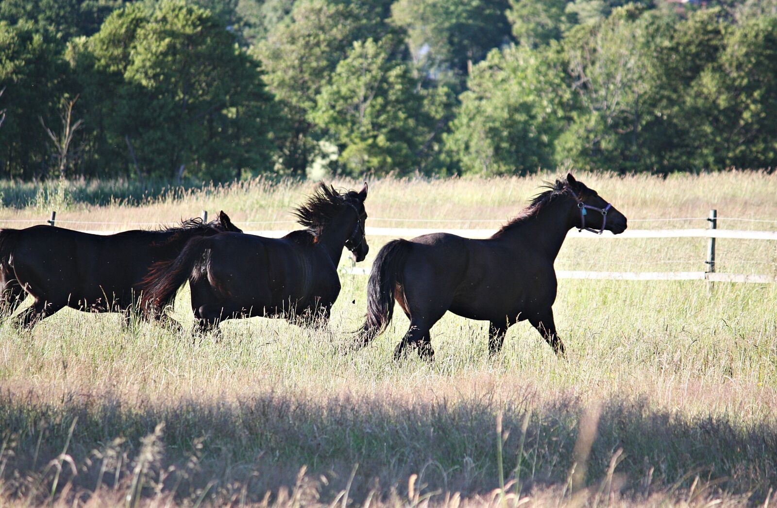 Canon EOS 450D (EOS Rebel XSi / EOS Kiss X2) sample photo. Horses, hage, summer photography