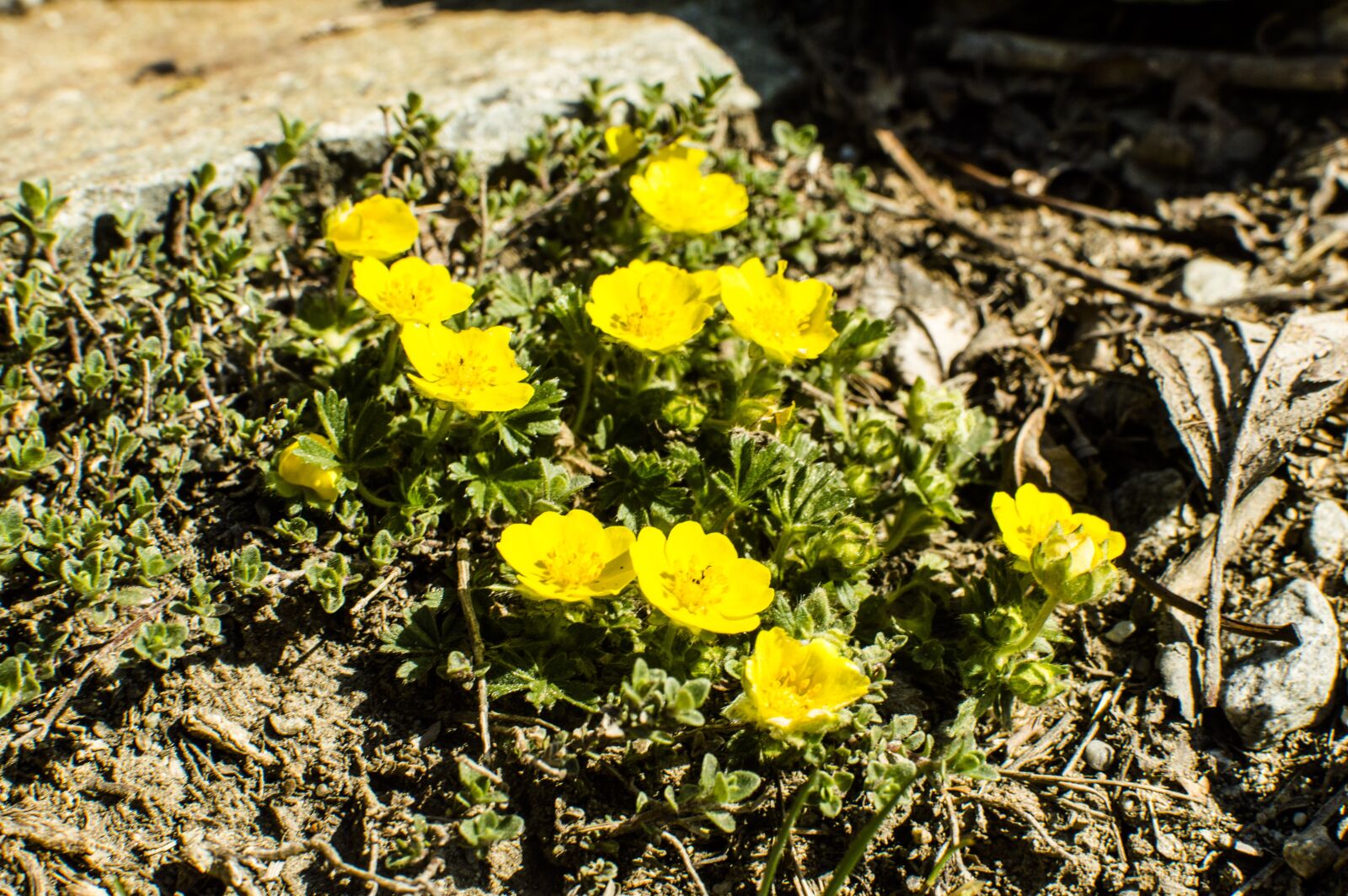 Nikon D3200 sample photo. Nature, plant, flower photography