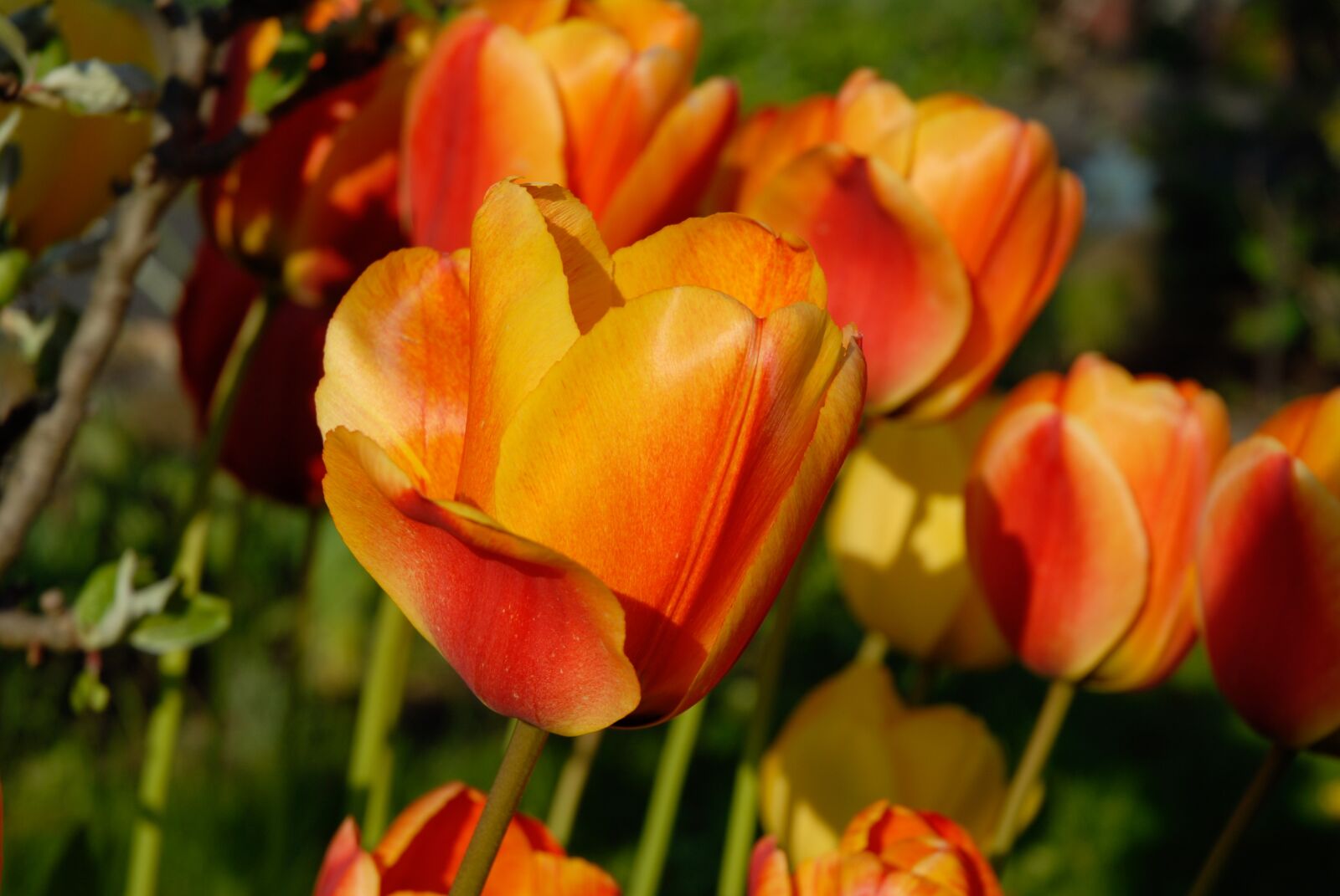 Nikon D200 sample photo. Tulips, orange, blossom photography