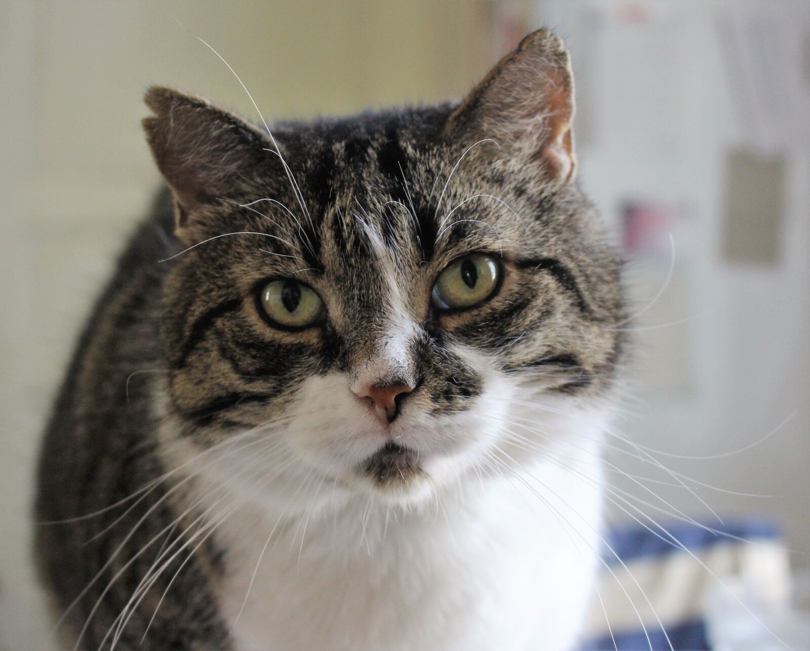 Canon EOS 700D (EOS Rebel T5i / EOS Kiss X7i) sample photo. Cat, animals, pets photography